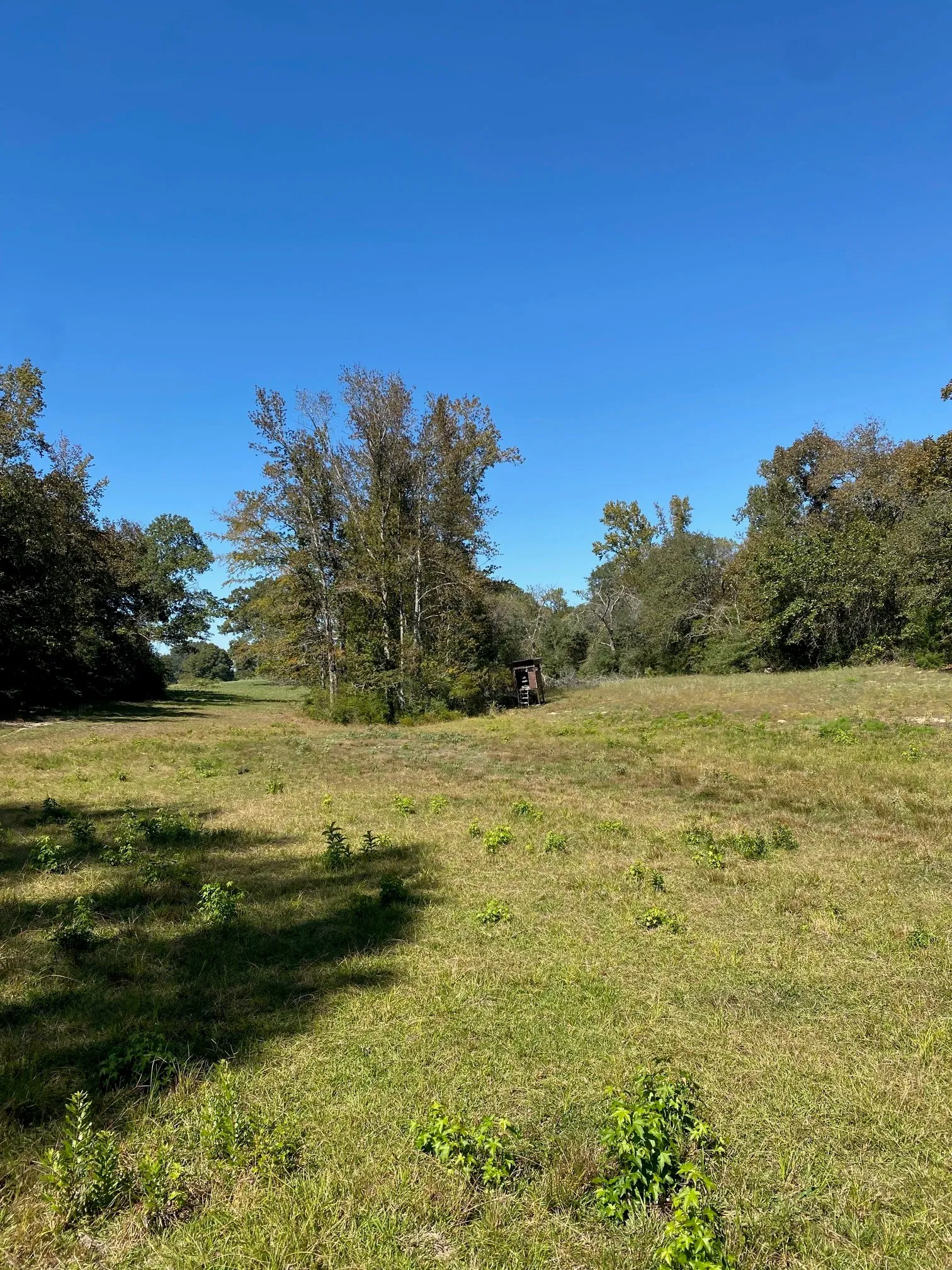 Ranch For Sale in Leon County , TBD 006 County Road 242, Oakwood, Texas 75855, 0, 0, Garage spaces, 0 Sqft, built in 0, Price $139,999, mls#21269455, Real Estate Agent in Oakwood, Homes For Sale in Leon county, Homes For Sale in Oakwood, Realtor in Oakwood Texas, Real Estate Brokerage Independent Realty Texas, Luminita Cordes Realtor