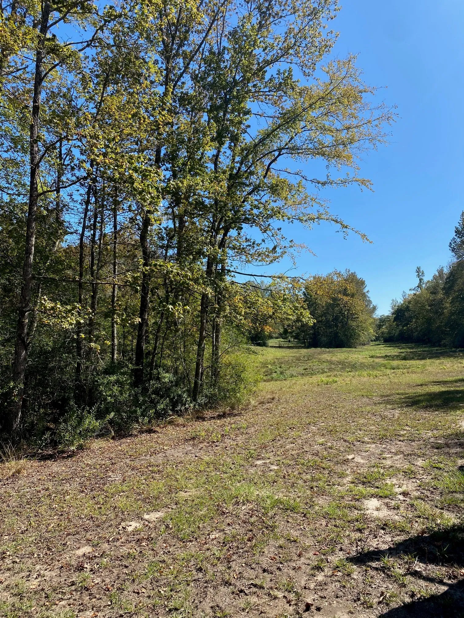 Ranch For Sale in Leon County , TBD 007 County Road 242, Oakwood, Texas 75855, 0, 0, Garage spaces, 0 Sqft, built in 0, Price $139,999, mls#21269495, Real Estate Agent in Oakwood, Homes For Sale in Leon county, Homes For Sale in Oakwood, Realtor in Oakwood Texas, Real Estate Brokerage Independent Realty Texas, Luminita Cordes Realtor