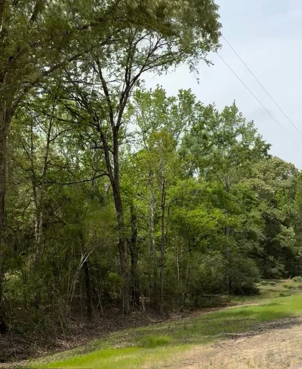 Ranch For Sale in Leon County , TBD 007 County Road 242, Oakwood, Texas 75855, 0, 0, Garage spaces, 0 Sqft, built in 0, Price $139,999, mls#21269495, Real Estate Agent in Oakwood, Homes For Sale in Leon county, Homes For Sale in Oakwood, Realtor in Oakwood Texas, Real Estate Brokerage Independent Realty Texas, Luminita Cordes Realtor