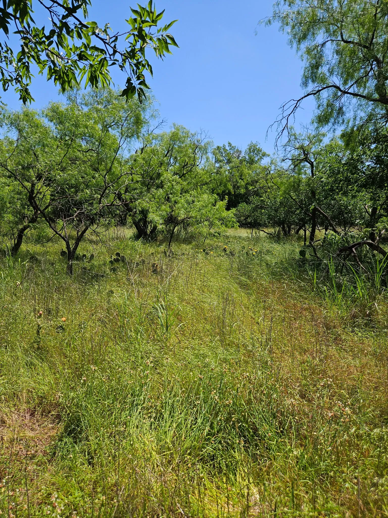 Unimproved Land For Sale in Eastland County , 404 HIGHWAY 6, Cisco, Texas 76437, 0, 0, Garage spaces, 0 Sqft, built in 0, Price $239,000, mls#21269196, Real Estate Agent in Cisco, Homes For Sale in Eastland county, Homes For Sale in Cisco, Realtor in Cisco Texas, Real Estate Brokerage Independent Realty Texas, Luminita Cordes Realtor