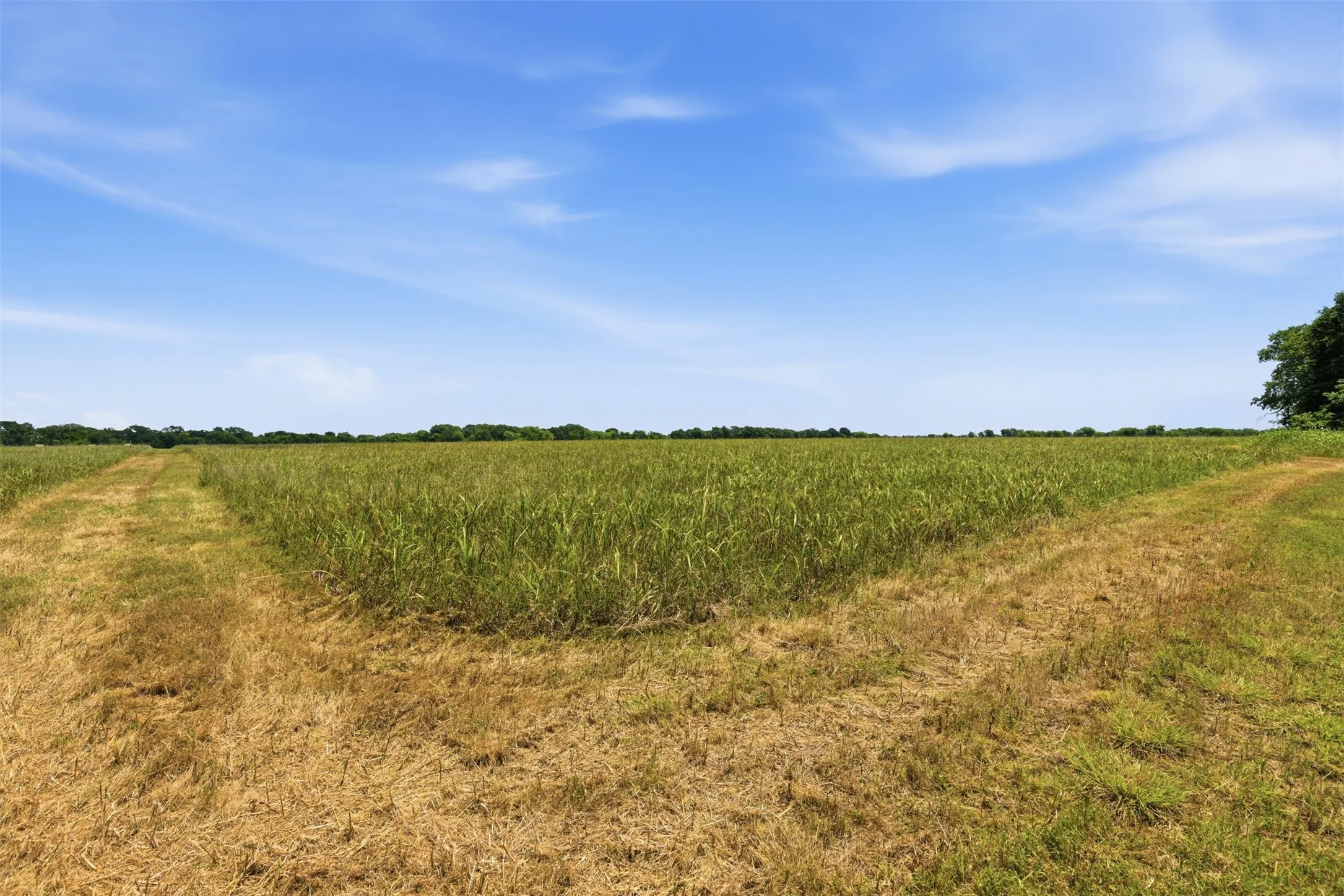 Unimproved Land For Sale in Johnson County , 421 Chambers Creek Trail, Alvarado, Texas 76009, 0, 0, Garage spaces, 0 Sqft, built in 0, mls#21269616, Real Estate Agent in Alvarado, Homes For Sale in Johnson county, Homes For Sale in Alvarado, Realtor in Alvarado Texas, Real Estate Brokerage Independent Realty Texas, Luminita Cordes Realtor