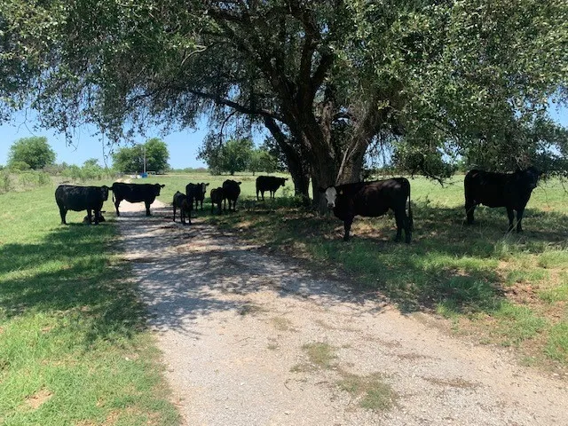 Mobile Home For Sale in Comanche County , 1521 FM 590, Comanche, Texas 76442, 3 Bedroom, 2 Bathroom, Garage spaces, 1,911 Sqft, built in 1995, mls#21269480, Real Estate Agent in Comanche, Homes For Sale in Comanche county, Homes For Sale in Comanche, Realtor in Comanche Texas, Real Estate Brokerage Independent Realty Texas, Luminita Cordes Realtor