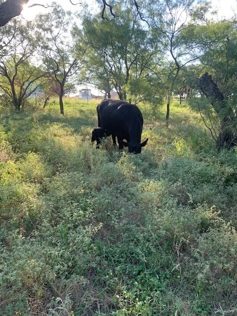 Mobile Home For Sale in Comanche County , 1521 FM 590, Comanche, Texas 76442, 3 Bedroom, 2 Bathroom, Garage spaces, 1,911 Sqft, built in 1995, mls#21269480, Real Estate Agent in Comanche, Homes For Sale in Comanche county, Homes For Sale in Comanche, Realtor in Comanche Texas, Real Estate Brokerage Independent Realty Texas, Luminita Cordes Realtor