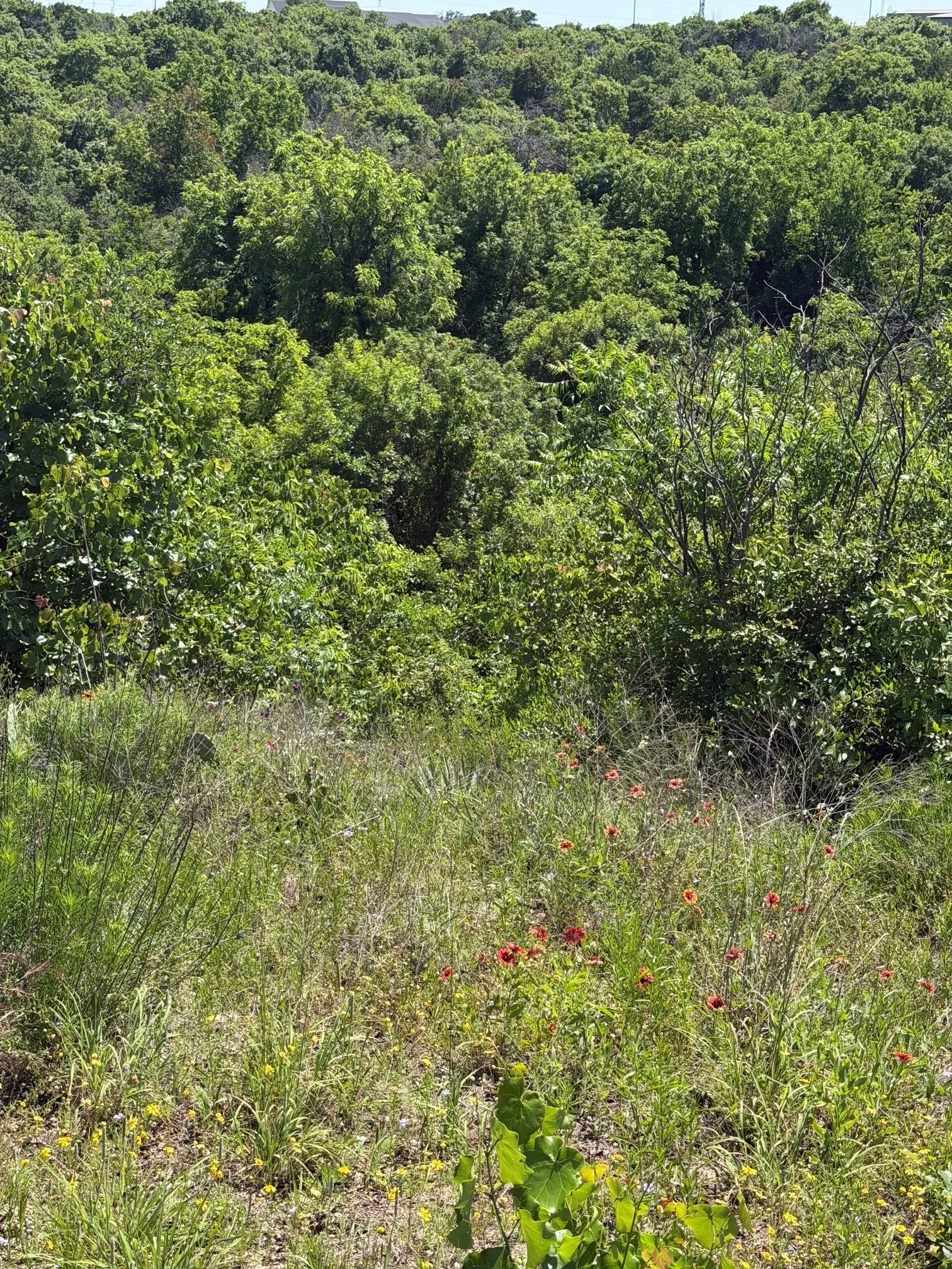 Towering mature trees and gently rolling terrain create a peaceful country setting filled with natural beauty and endless potential.