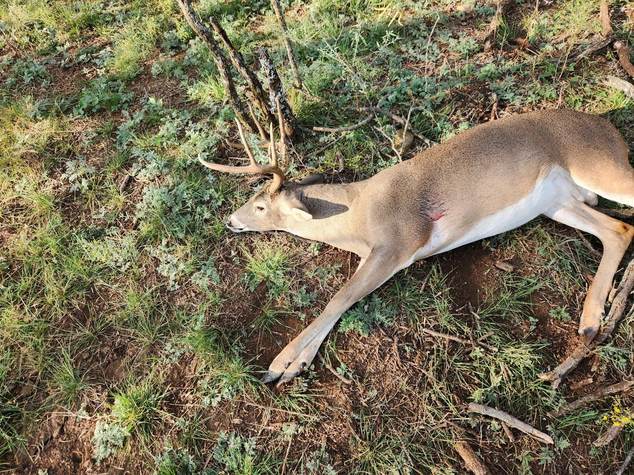 Deer harvested on the property.