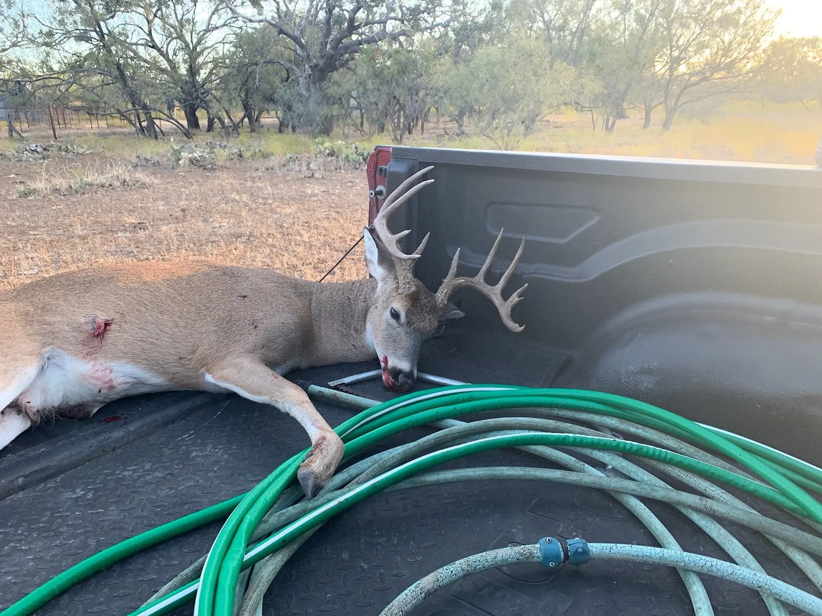 Deer taken on property