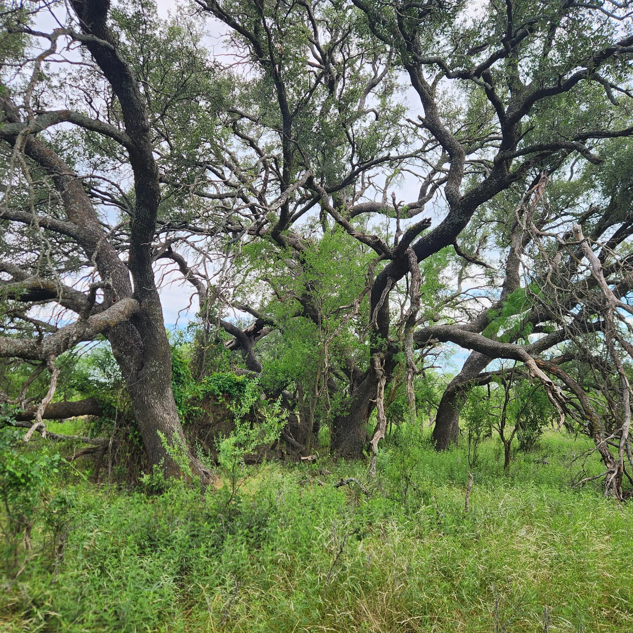 Ranch For Sale in Coleman County , 824 County Road 409, Talpa, Texas 76882, 0, 0, Garage spaces, 0 Sqft, built in 1998, mls#21266972, Real Estate Agent in Talpa, Homes For Sale in Coleman county, Homes For Sale in Talpa, Realtor in Talpa Texas, Real Estate Brokerage Independent Realty Texas, Luminita Cordes Realtor