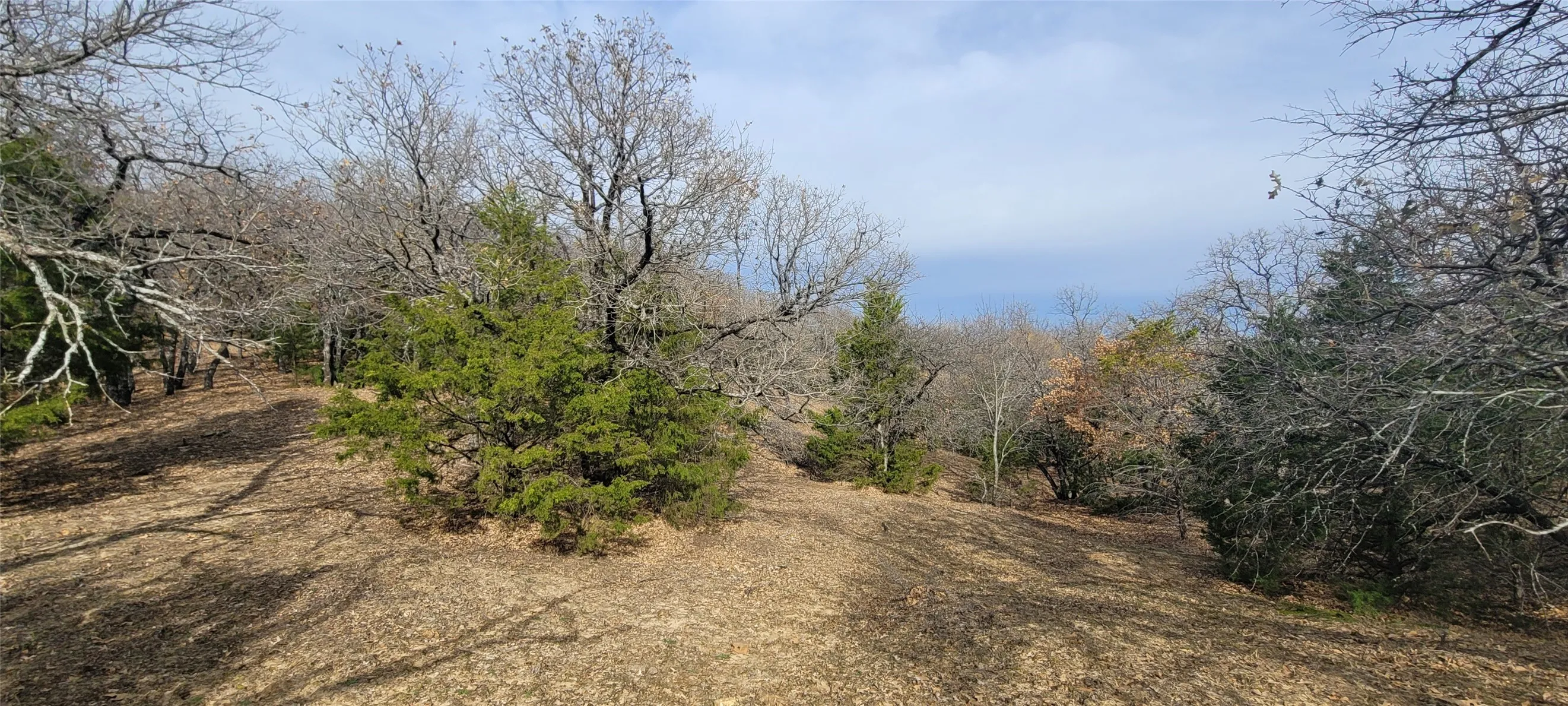 Wooded landscape featuring a mix of deciduous and evergreen trees