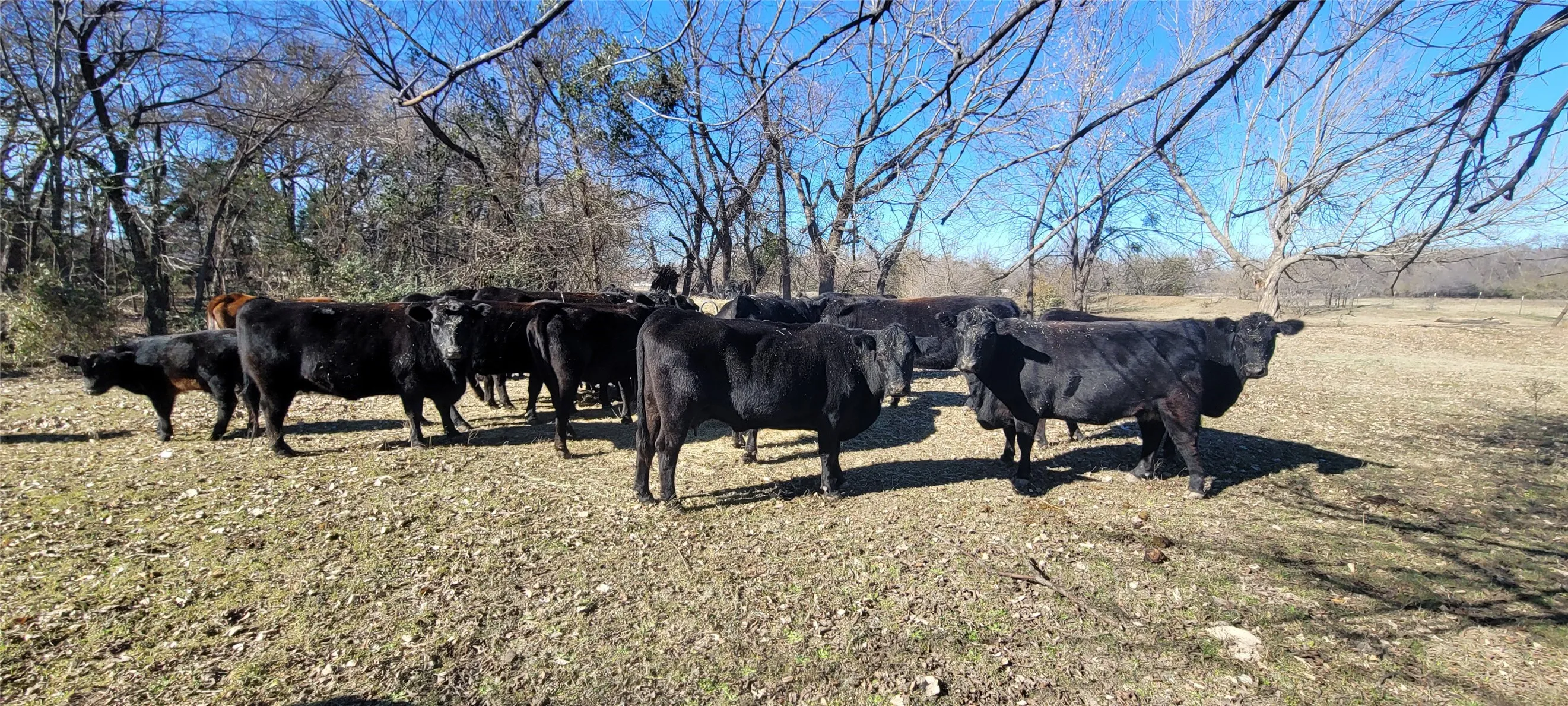 Around 21 cows conveyed at sale to preserve the Ag Exemption