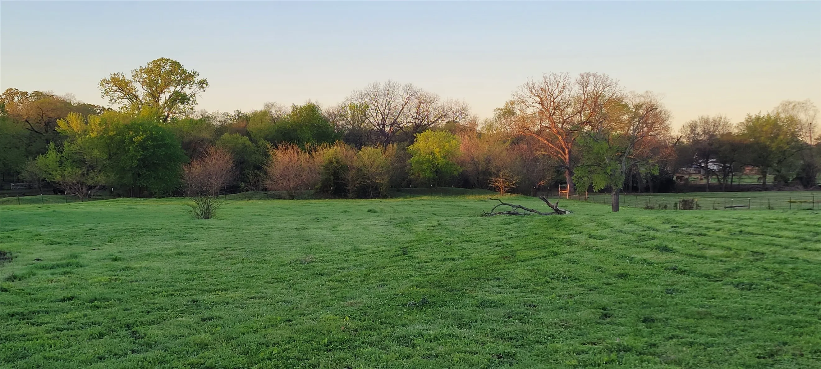 Expansive open field with green grass, bordered by a dense tree line featuring various deciduous and evergreen trees