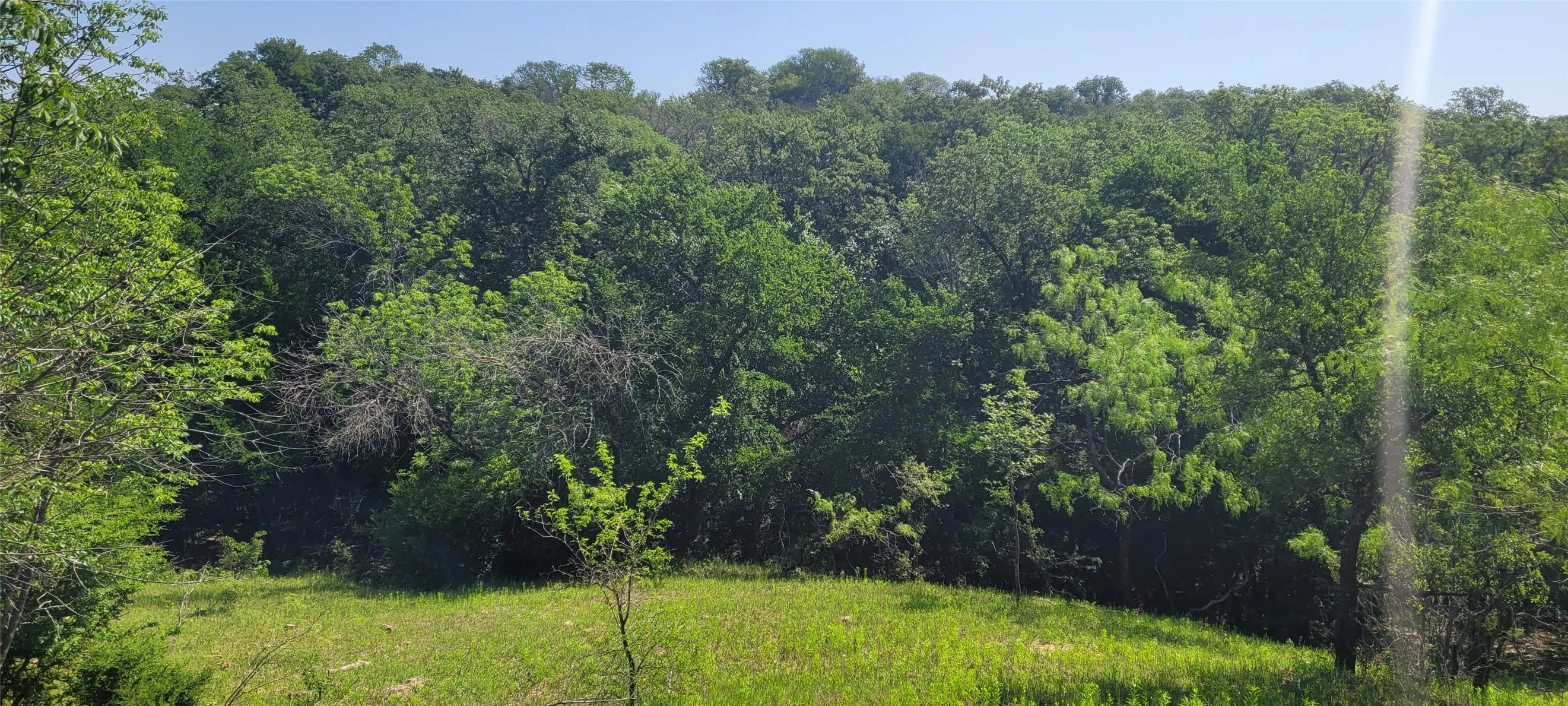 Expansive natural landscape featuring a mix of mature and younger trees, with a gently sloped grassy area in the foreground