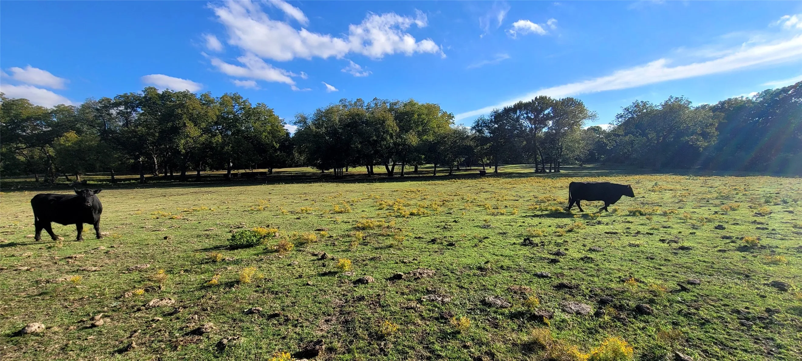 Several Open Pasture areas