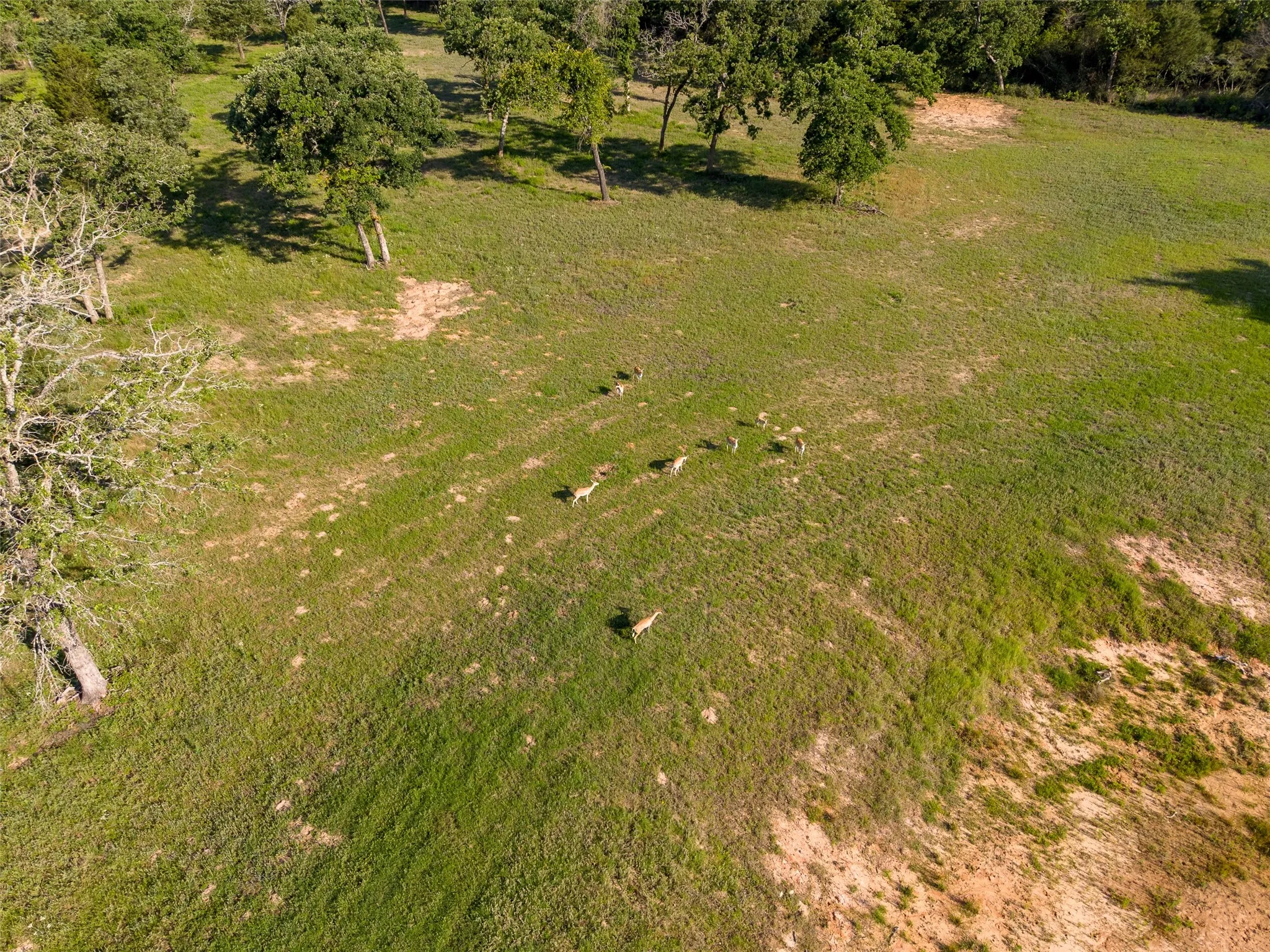 Unimproved Land For Sale in Leon County , Lot 67 Horseshoe Lake Ranch, Marquez, Texas 77865, 0, 0, Garage spaces, 0 Sqft, built in 0, mls#21269643, Real Estate Agent in Marquez, Homes For Sale in Leon county, Homes For Sale in Marquez, Realtor in Marquez Texas, Real Estate Brokerage Independent Realty Texas, Luminita Cordes Realtor