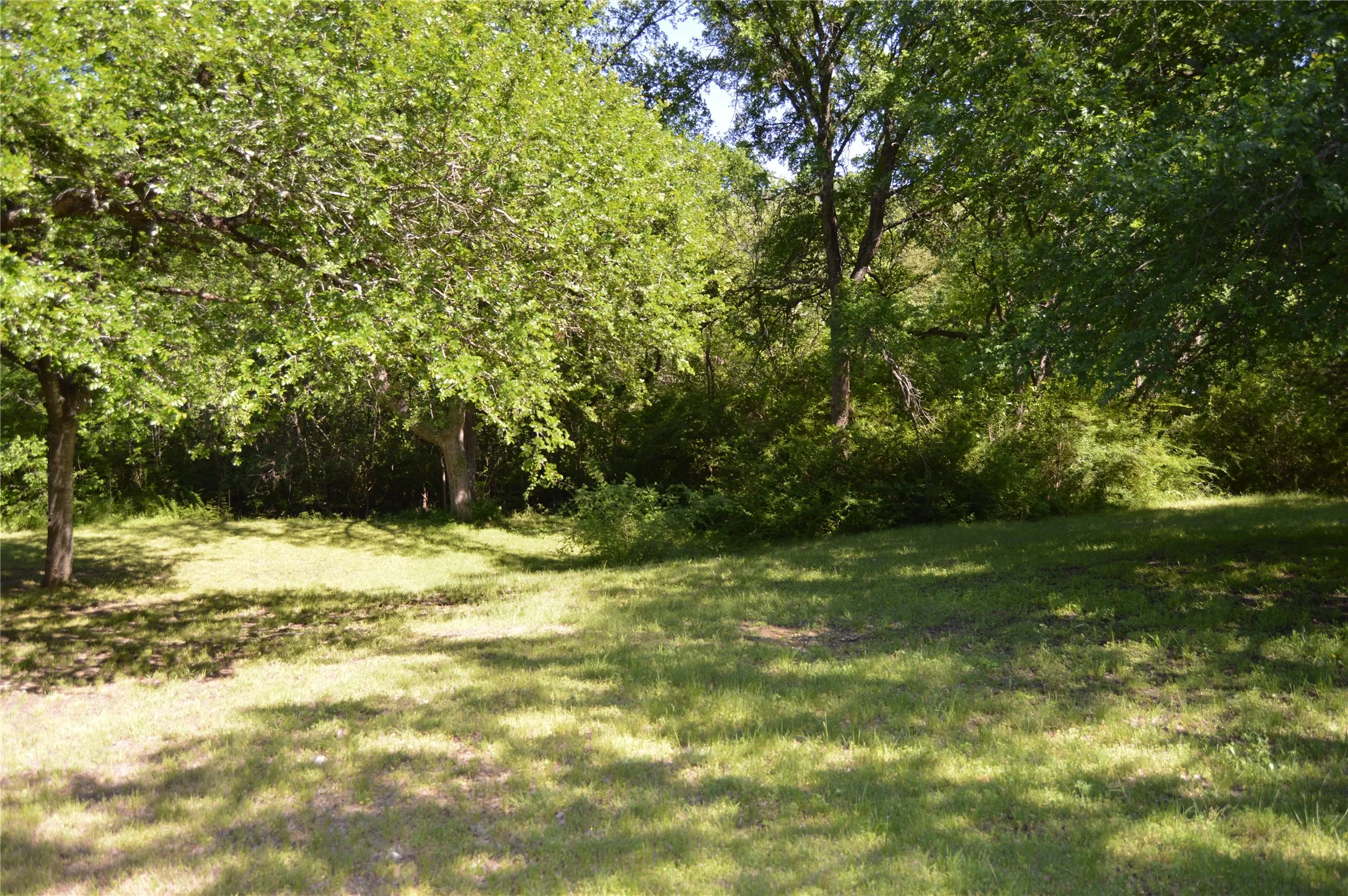 Expansive lawn area with dappled sunlight, bordered by mature deciduous trees and natural foliage