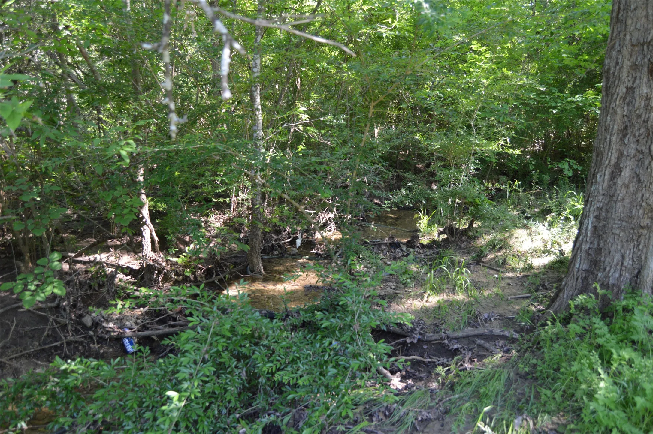 Wooded property featuring a natural creek bed