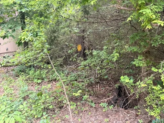 Unimproved Land For Sale in Wood County , 000 County road 3824, Hawkins, Texas 75765, 0, 0, Garage spaces, 0 Sqft, built in 0, Price $694,860, mls#21270361, Real Estate Agent in Hawkins, Homes For Sale in Wood county, Homes For Sale in Hawkins, Realtor in Hawkins Texas, Real Estate Brokerage Independent Realty Texas, Luminita Cordes Realtor