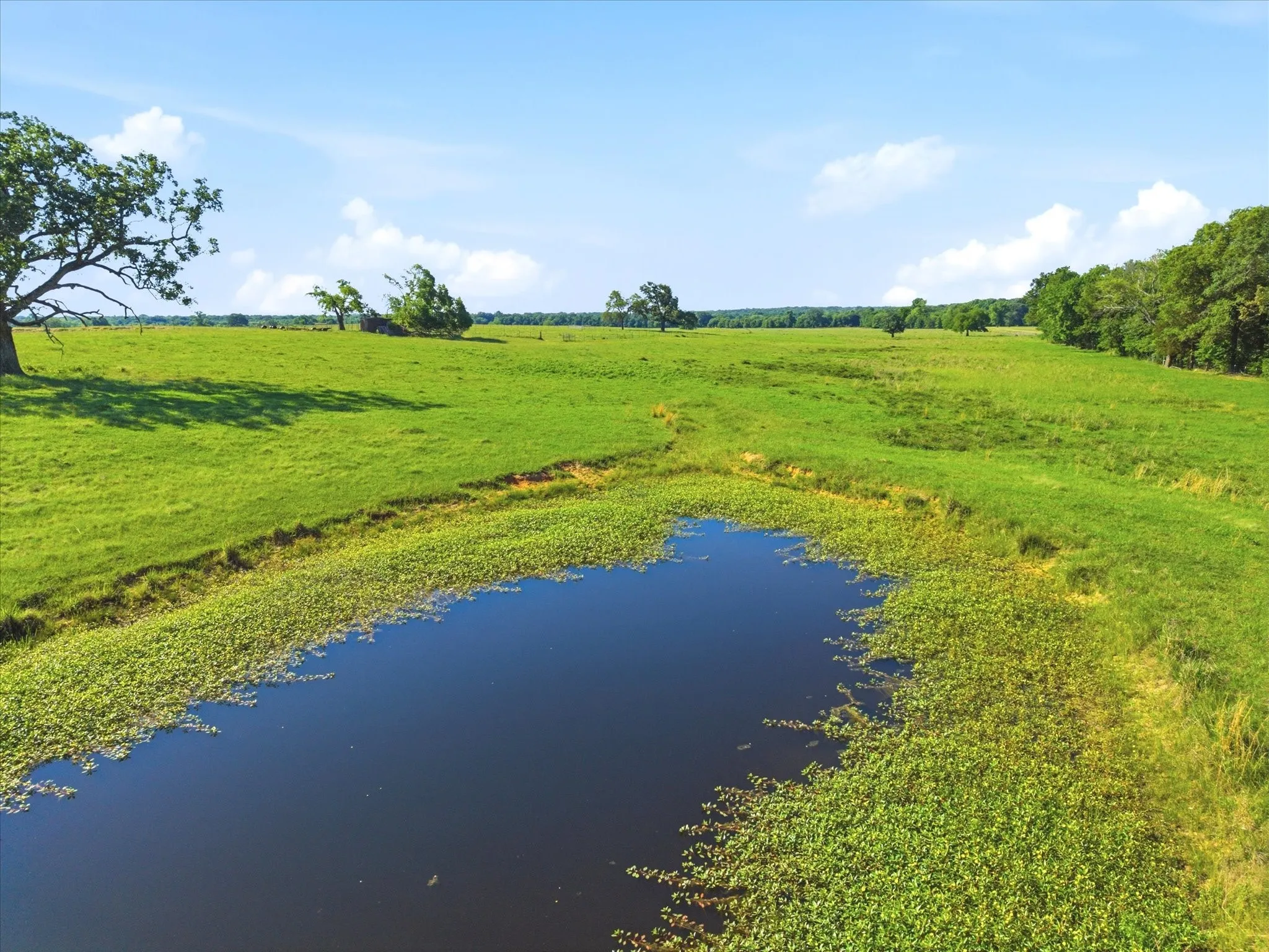 Improved Land For Sale in Van Zandt County , TBD Farm to Market 1995, Van, Texas 75790, 0, 0, Garage spaces, 0 Sqft, built in 0, mls#21261913, Real Estate Agent in Van, Homes For Sale in Van Zandt county, Homes For Sale in Van, Realtor in Van Texas, Real Estate Brokerage Independent Realty Texas, Luminita Cordes Realtor