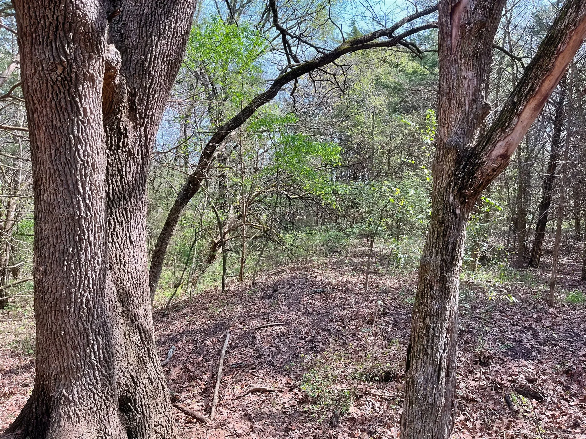 Unimproved Land For Sale in Fannin County , 9999 Fm 2645, Ector, Texas 75439, 0, 0, Garage spaces, 0 Sqft, built in 0, mls#21270364, Real Estate Agent in Ector, Homes For Sale in Fannin county, Homes For Sale in Ector, Realtor in Ector Texas, Real Estate Brokerage Independent Realty Texas, Luminita Cordes Realtor