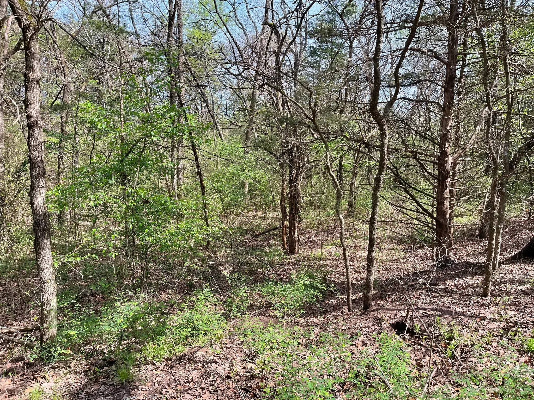Unimproved Land For Sale in Fannin County , 9999 Fm 2645, Ector, Texas 75439, 0, 0, Garage spaces, 0 Sqft, built in 0, mls#21270364, Real Estate Agent in Ector, Homes For Sale in Fannin county, Homes For Sale in Ector, Realtor in Ector Texas, Real Estate Brokerage Independent Realty Texas, Luminita Cordes Realtor