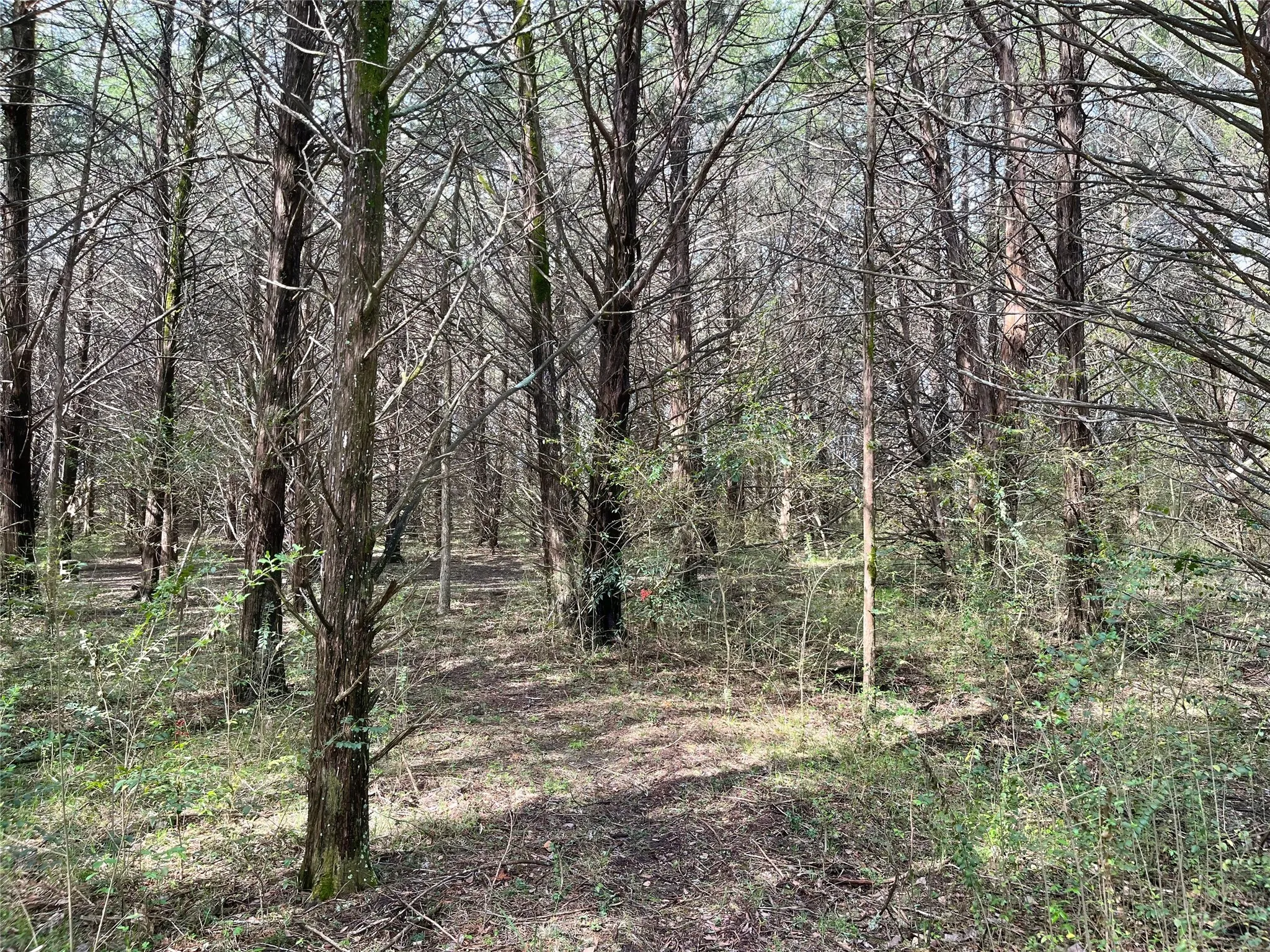 Unimproved Land For Sale in Fannin County , 9999 Fm 2645, Ector, Texas 75439, 0, 0, Garage spaces, 0 Sqft, built in 0, mls#21270364, Real Estate Agent in Ector, Homes For Sale in Fannin county, Homes For Sale in Ector, Realtor in Ector Texas, Real Estate Brokerage Independent Realty Texas, Luminita Cordes Realtor
