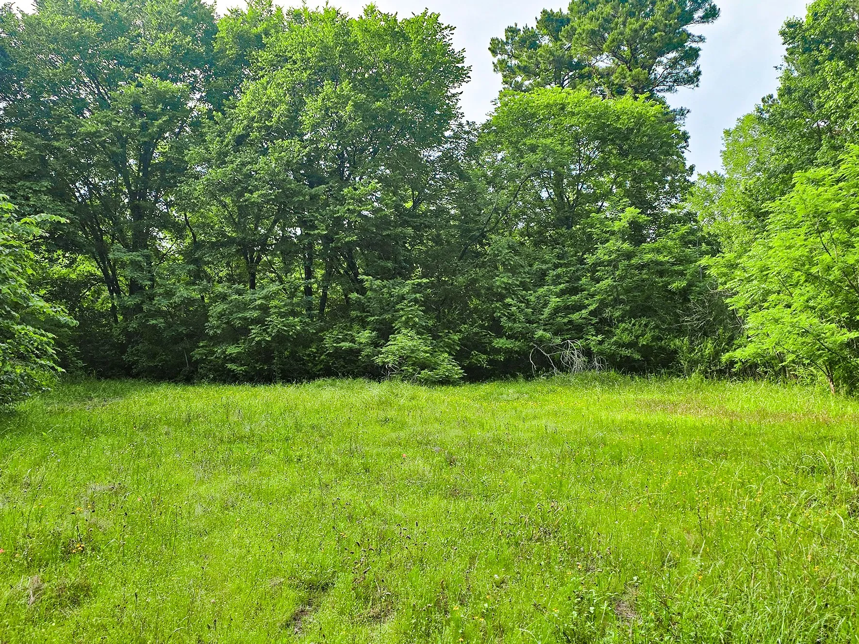 Unimproved Land For Sale in Morris County , 0 TBD W Cathy Street, Lone Star, Texas 75668, 0, 0, Garage spaces, 0 Sqft, built in 0, Price $27,900, mls#21270603, Real Estate Agent in Lone Star, Homes For Sale in Morris county, Homes For Sale in Lone Star, Realtor in Lone Star Texas, Real Estate Brokerage Independent Realty Texas, Luminita Cordes Realtor