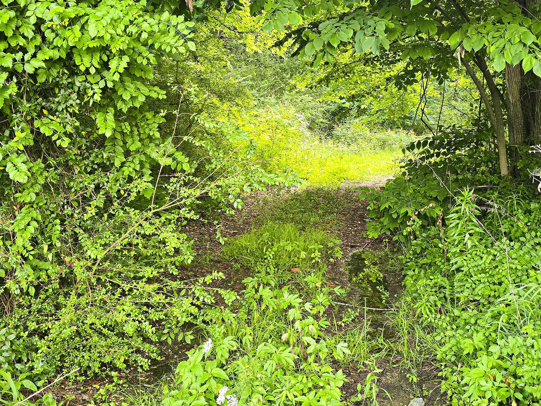 Unimproved Land For Sale in Morris County , 0 TBD W Cathy Street, Lone Star, Texas 75668, 0, 0, Garage spaces, 0 Sqft, built in 0, Price $27,900, mls#21270603, Real Estate Agent in Lone Star, Homes For Sale in Morris county, Homes For Sale in Lone Star, Realtor in Lone Star Texas, Real Estate Brokerage Independent Realty Texas, Luminita Cordes Realtor