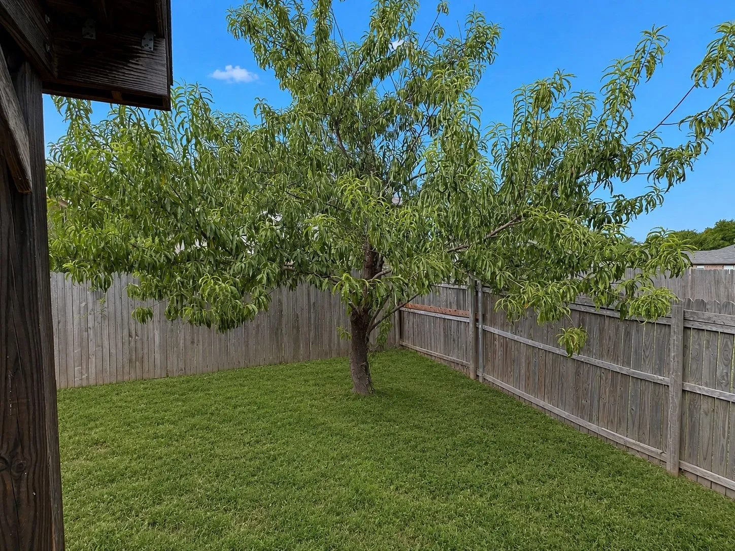 Grassed outdoor space featuring a mature tree and wood privacy fencing