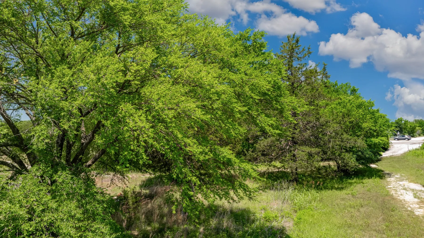 Expansive natural landscape with varied mature trees and green foliage