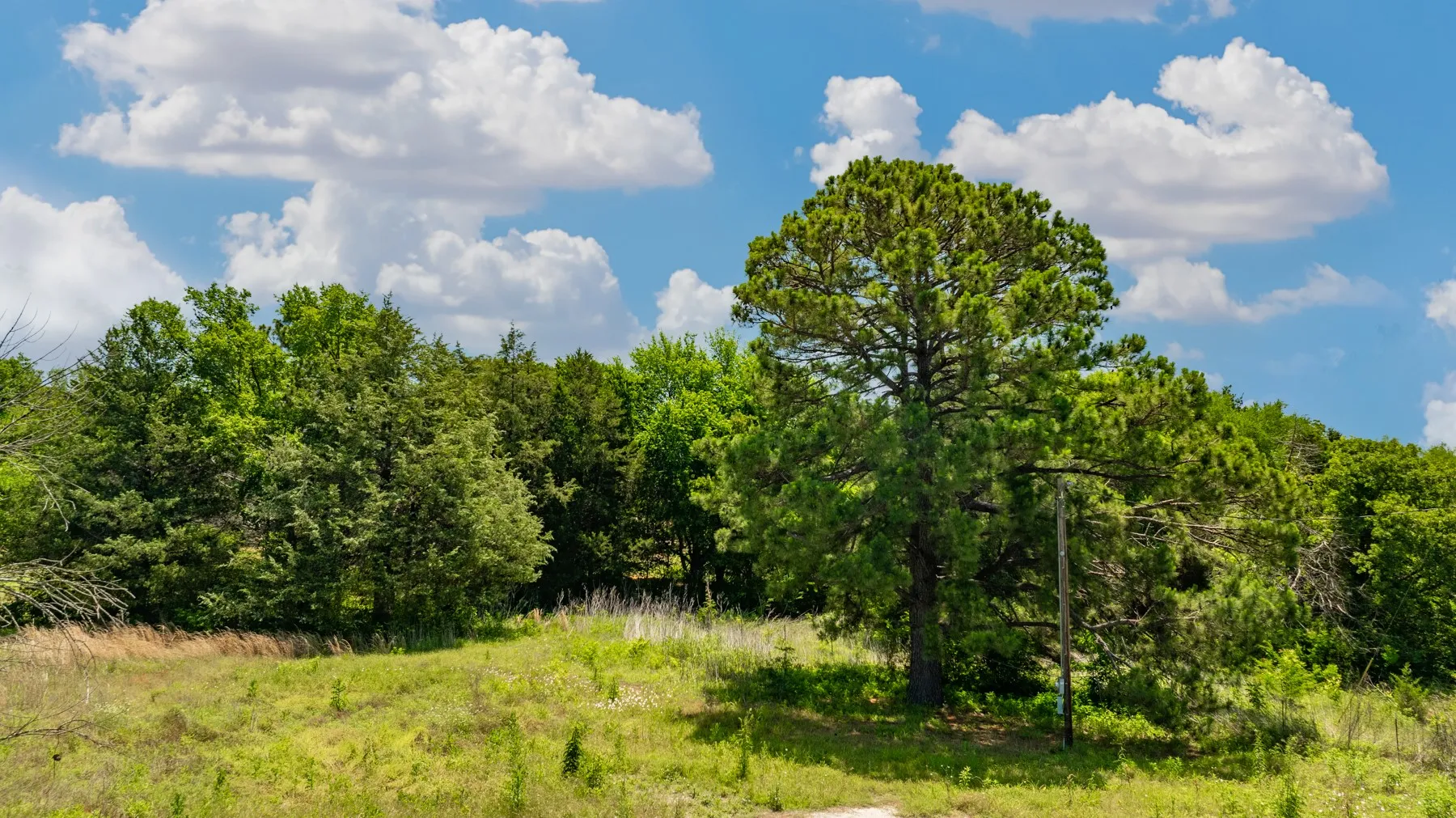 Expansive tree-lined property featuring a large central evergreen, surrounded by lush deciduous trees