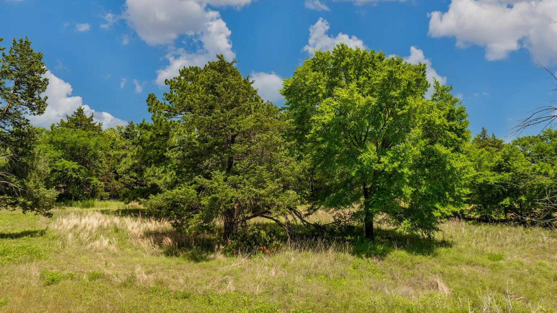 Expansive acreage featuring mature deciduous and evergreen trees, natural grass, and a clear sky with scattered clouds