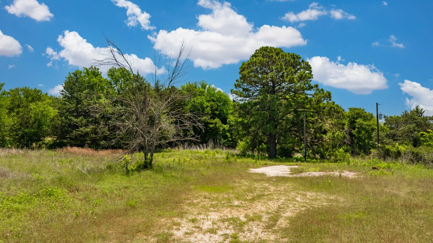 Open land featuring a mix of mature and young trees, natural ground cover, and portions of exposed earth