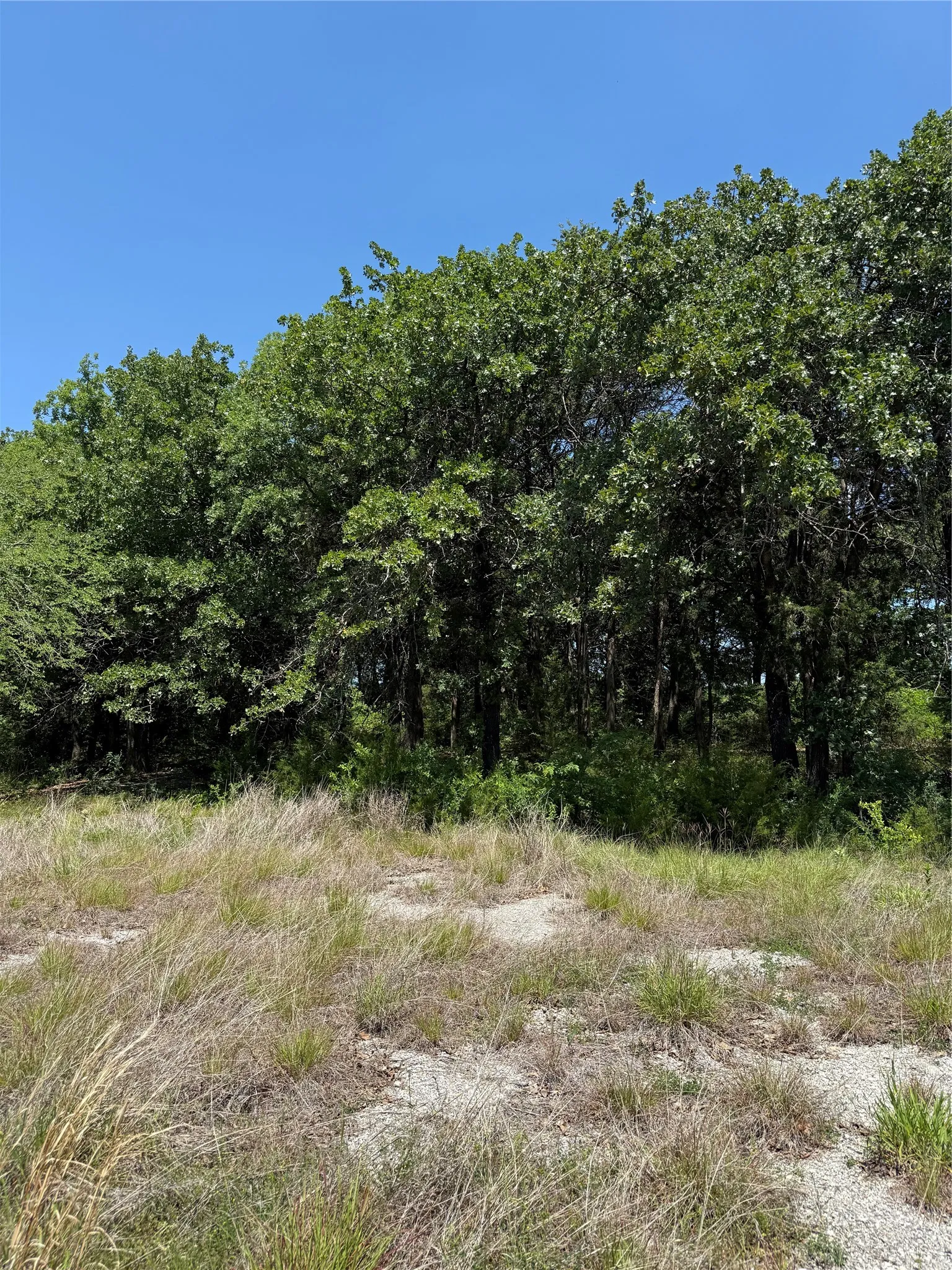 Wooded lot featuring mature trees and natural vegetation