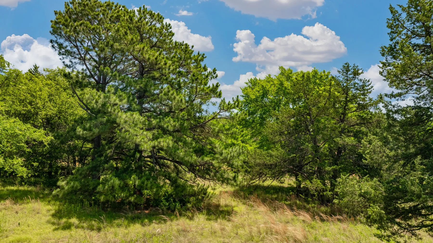 Natural landscape featuring mature evergreen trees and green foliage