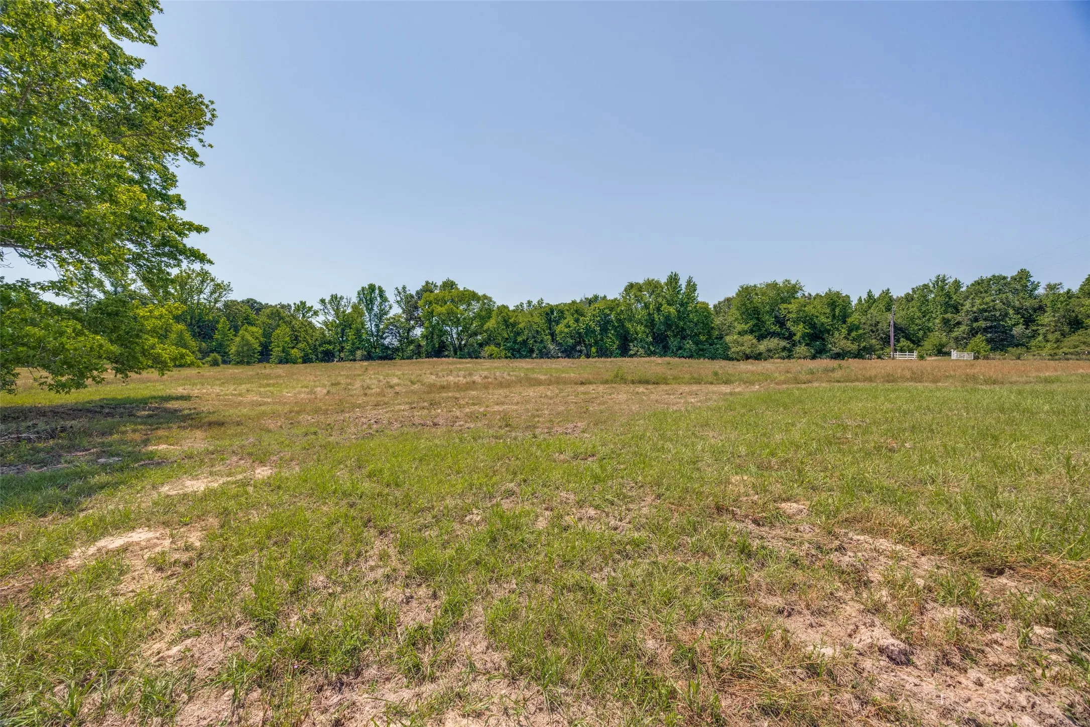 Expansive open field with a clear horizon, partial tree canopy at the left, and a dense treeline bordering the rear