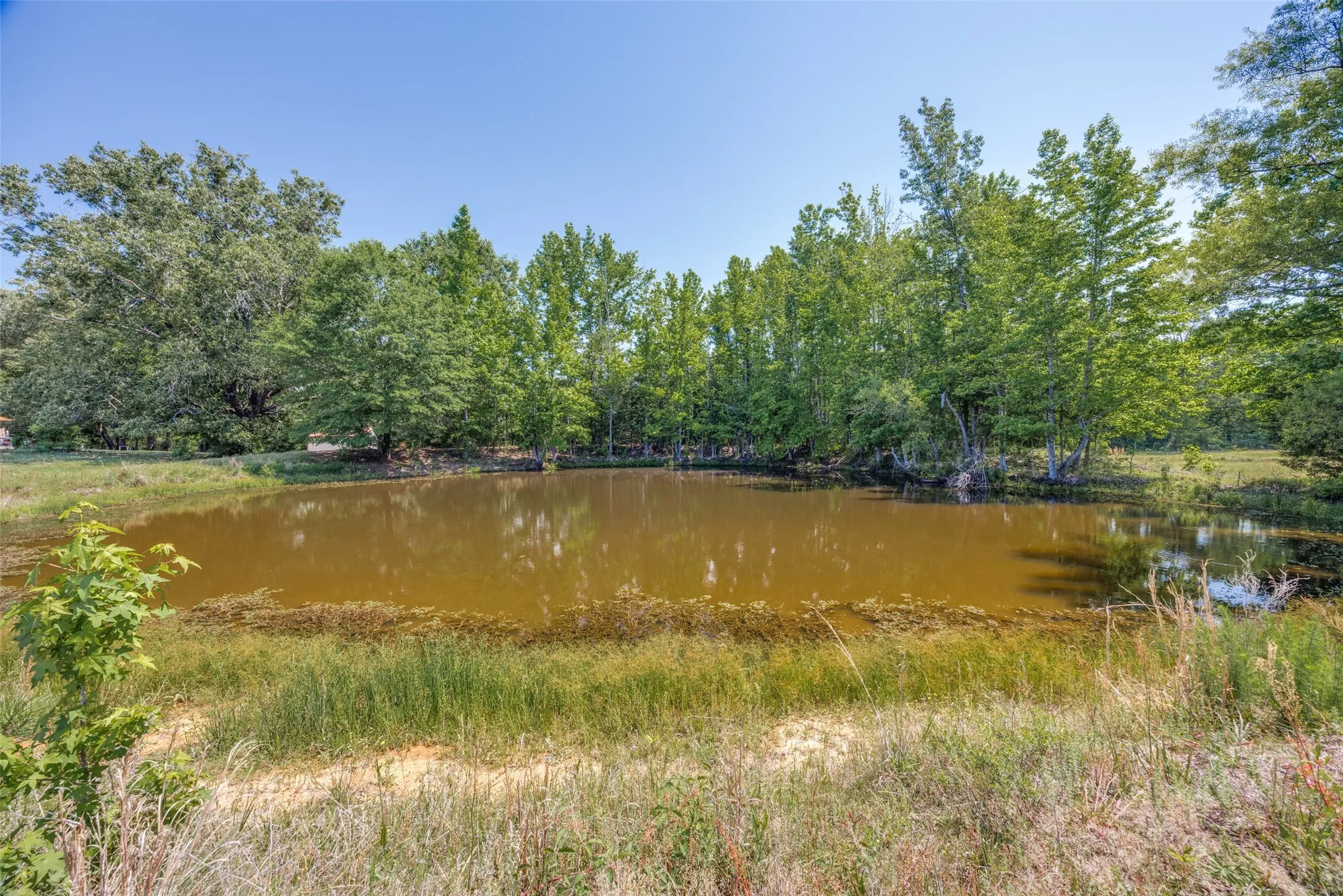 Natural pond surrounded by mature trees and lush greenery
