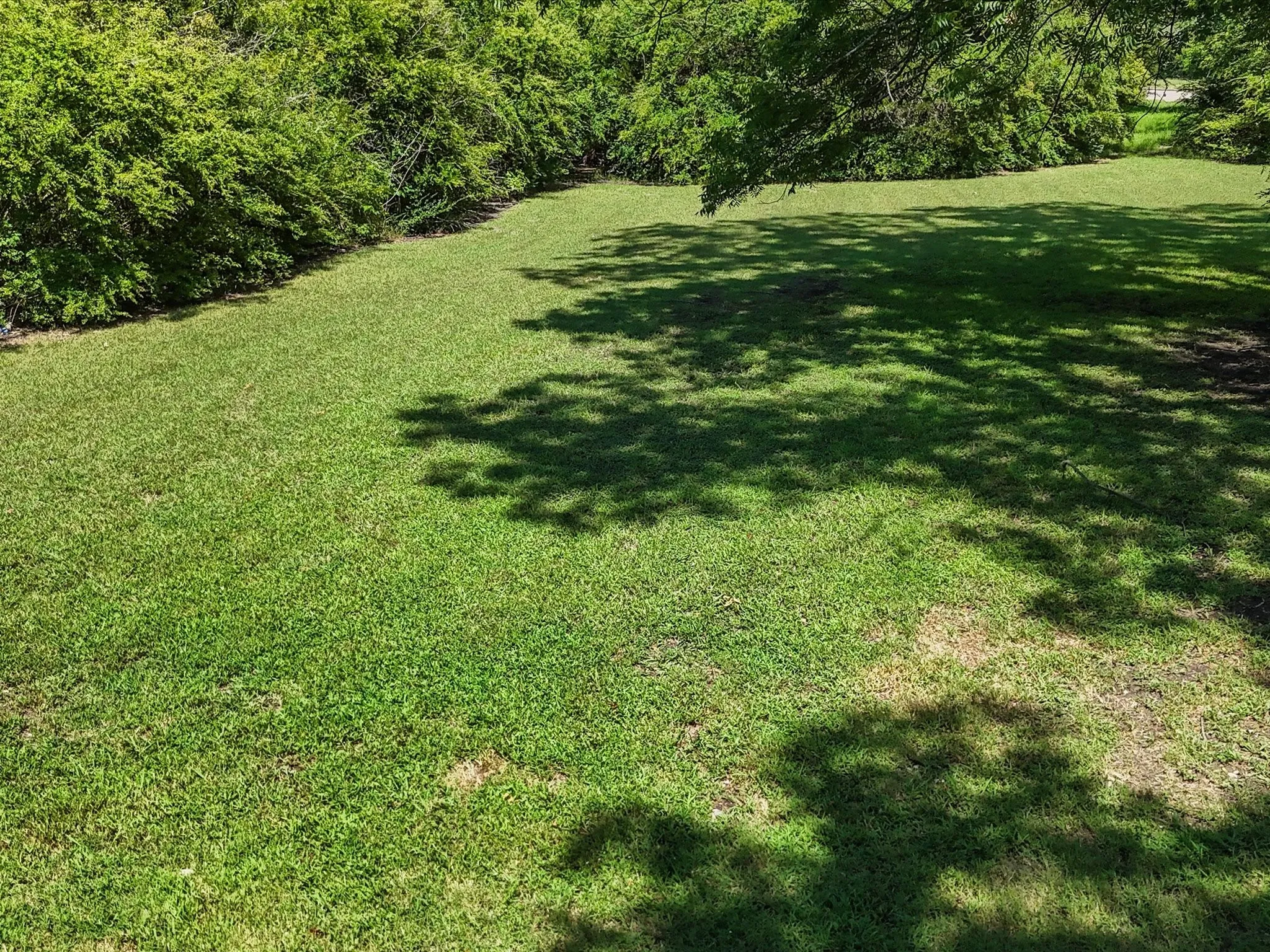 Expansive lawn area featuring established greenery and natural shade