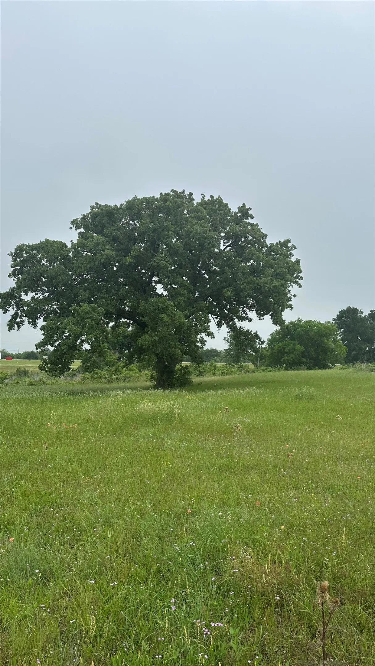 Single Family Residence For Sale in Limestone County , 2642 Hwy 84 W, Mexia, Texas 76667, 3 Bedrooms, 2 Bathrooms, 2 Garage spaces, 1,872 Sqft, built in 1985, Price $775,000, mls#21268759, Real Estate Agent in Mexia, Homes For Sale in Limestone county, Homes For Sale in Mexia, Realtor in Mexia Texas, Real Estate Brokerage Independent Realty Texas, Luminita Cordes Realtor