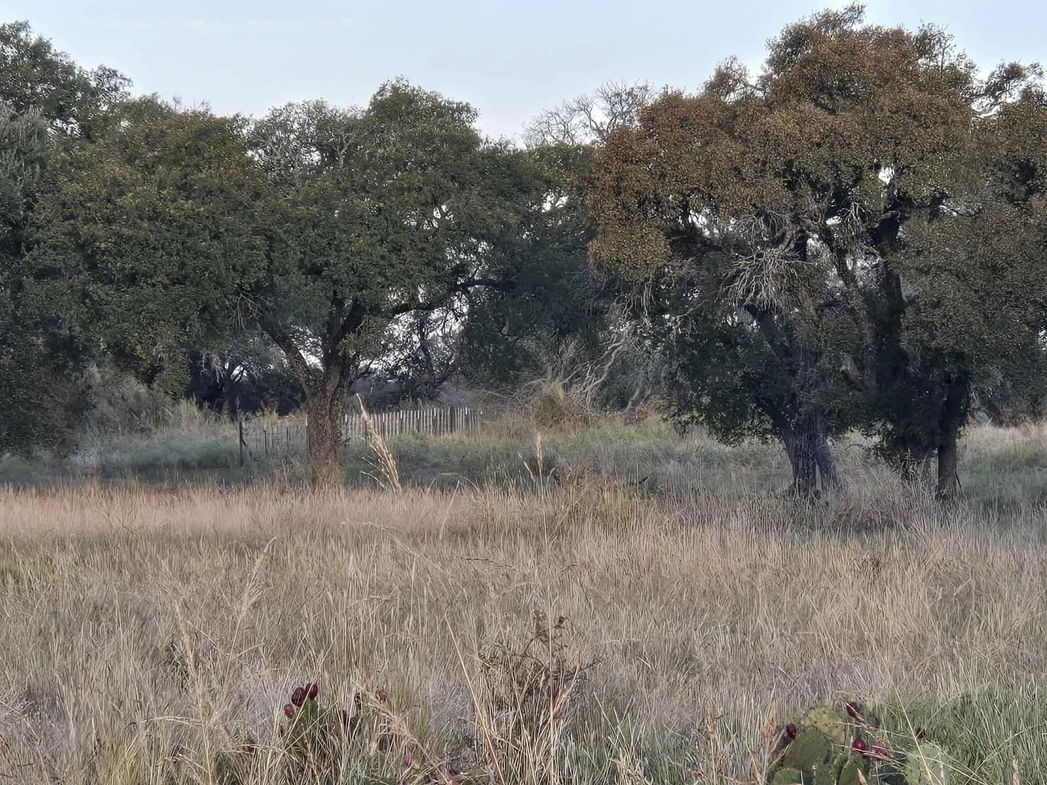 Unimproved Land For Sale in Coryell County , 317 Yellowstone Drive, Oglesby, Texas 76561, 0, 0, Garage spaces, 0 Sqft, built in 0, Price $180,000, mls#21271431, Real Estate Agent in Oglesby, Homes For Sale in Coryell county, Homes For Sale in Oglesby, Realtor in Oglesby Texas, Real Estate Brokerage Independent Realty Texas, Luminita Cordes Realtor