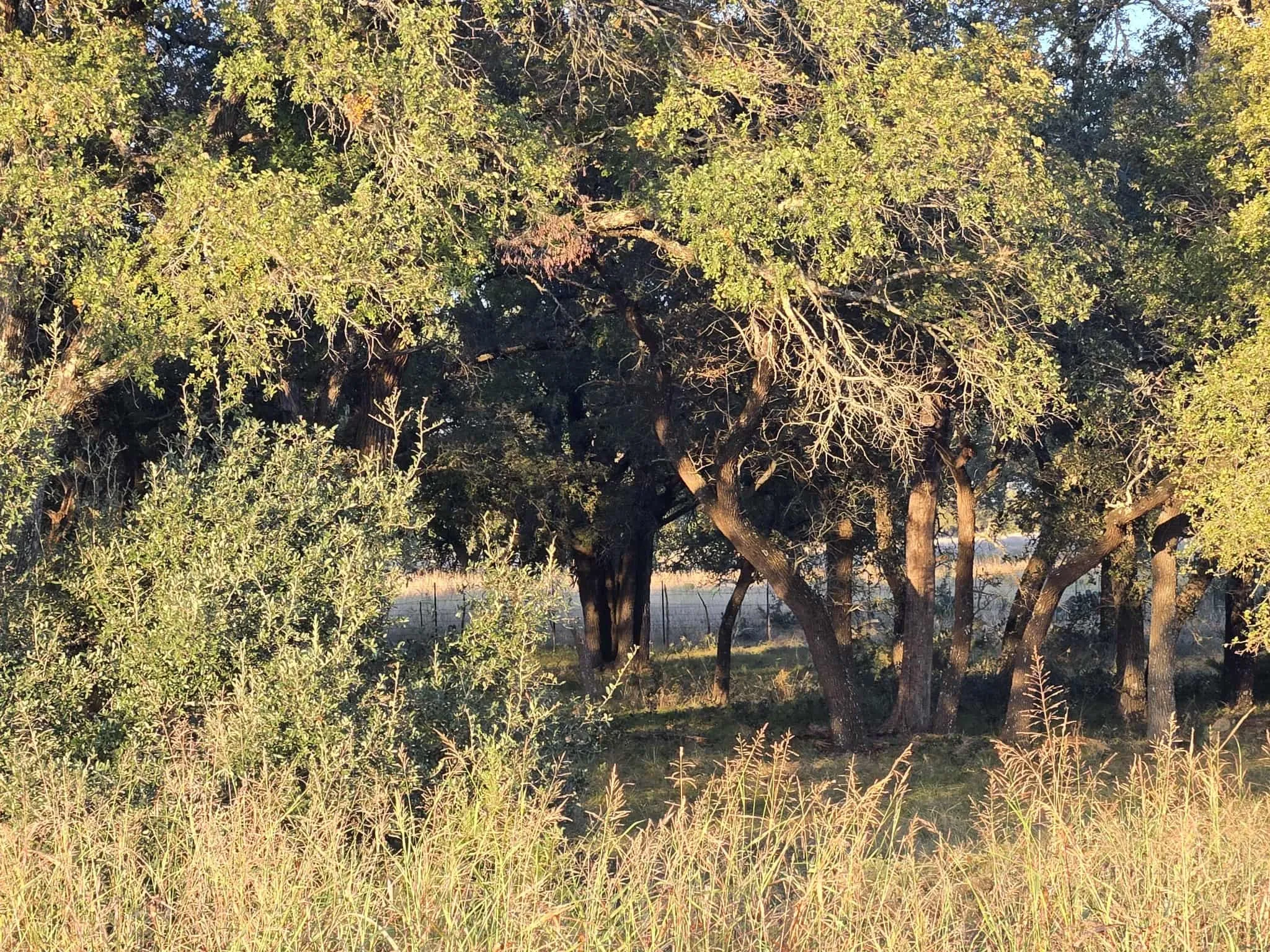 Unimproved Land For Sale in Coryell County , 317 Yellowstone Drive, Oglesby, Texas 76561, 0, 0, Garage spaces, 0 Sqft, built in 0, Price $180,000, mls#21271431, Real Estate Agent in Oglesby, Homes For Sale in Coryell county, Homes For Sale in Oglesby, Realtor in Oglesby Texas, Real Estate Brokerage Independent Realty Texas, Luminita Cordes Realtor