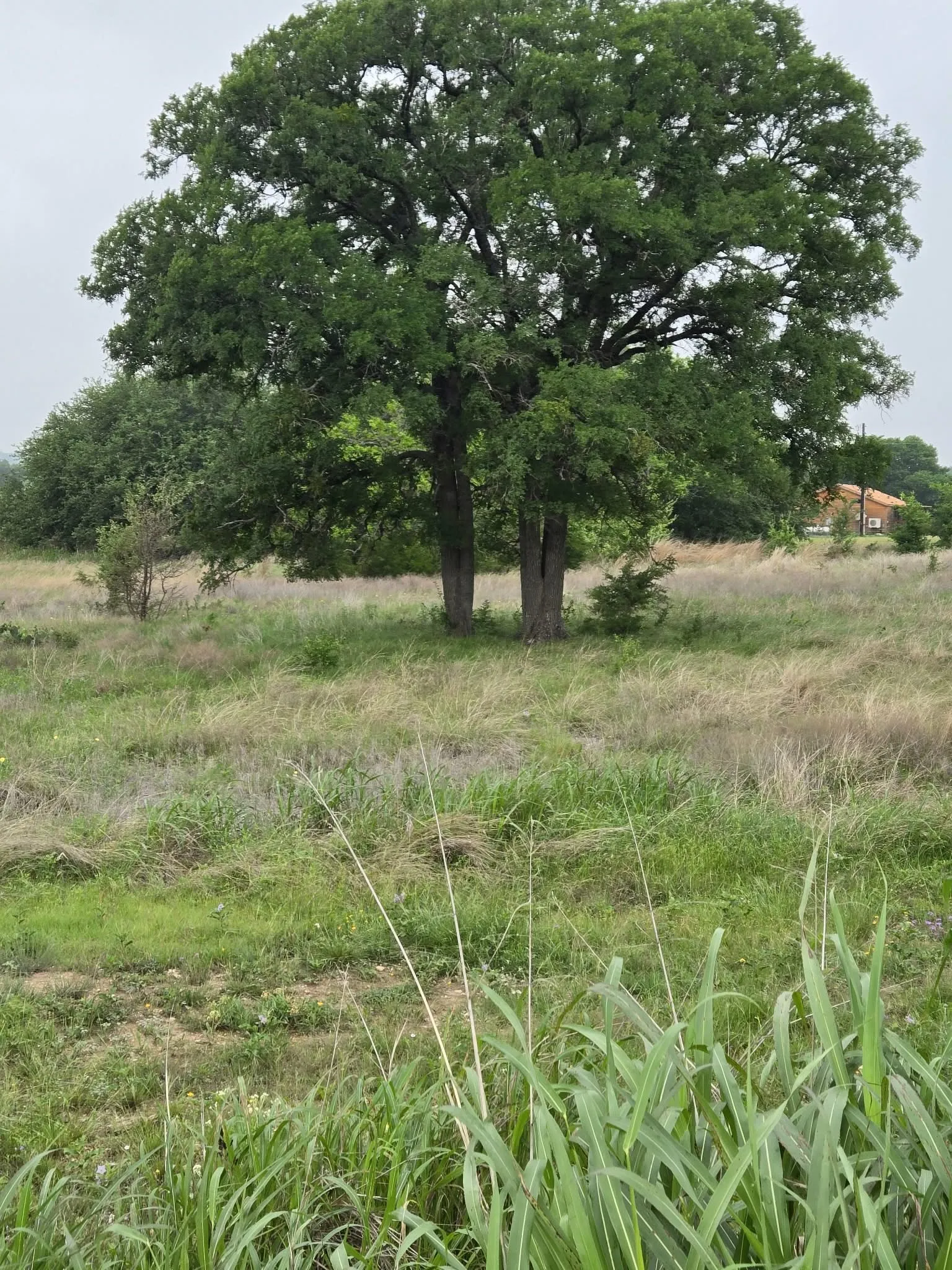 Unimproved Land For Sale in Coryell County , TBD Yosemite Drive, Oglesby, Texas 76561, 0, 0, Garage spaces, 0 Sqft, built in 0, Price $164,900, mls#21271471, Real Estate Agent in Oglesby, Homes For Sale in Coryell county, Homes For Sale in Oglesby, Realtor in Oglesby Texas, Real Estate Brokerage Independent Realty Texas, Luminita Cordes Realtor