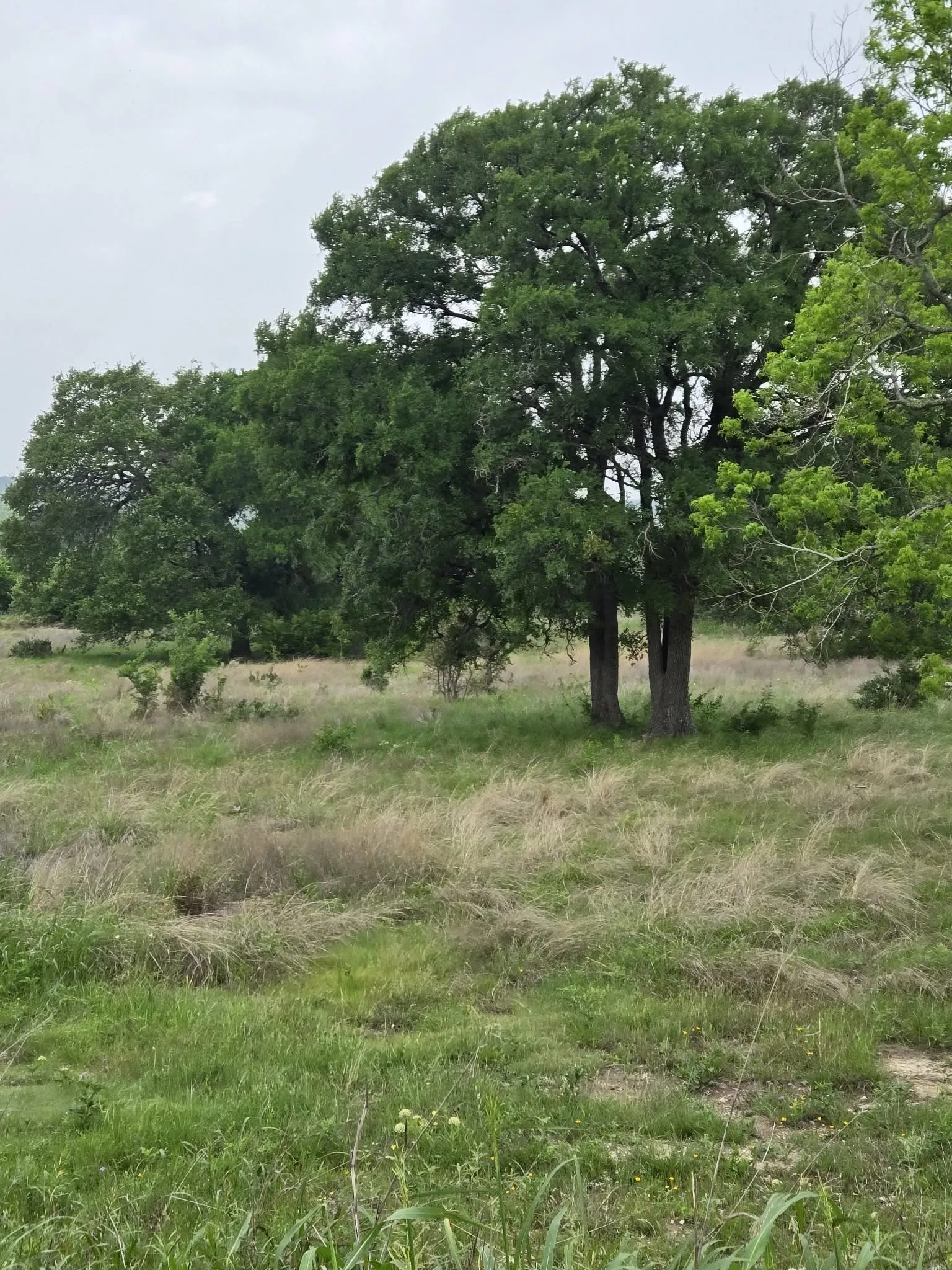 Unimproved Land For Sale in Coryell County , TBD Yosemite Drive, Oglesby, Texas 76561, 0, 0, Garage spaces, 0 Sqft, built in 0, Price $164,900, mls#21271471, Real Estate Agent in Oglesby, Homes For Sale in Coryell county, Homes For Sale in Oglesby, Realtor in Oglesby Texas, Real Estate Brokerage Independent Realty Texas, Luminita Cordes Realtor