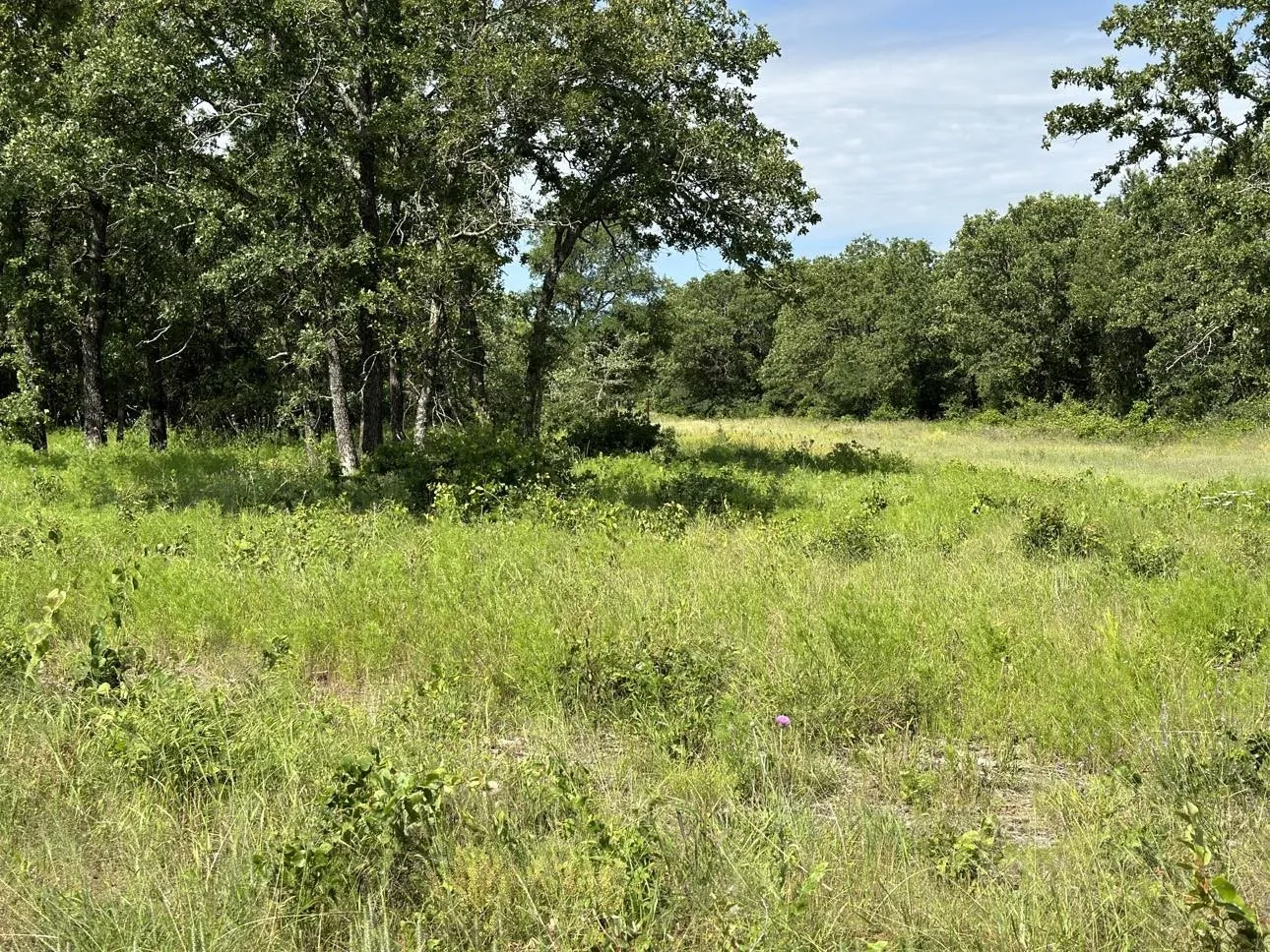 Unimproved Land For Sale in Palo Pinto County , Lot 79 Paradise Oaks, Perrin, Texas 76486, 0, 0, Garage spaces, 0 Sqft, built in 0, Price $149,000, mls#21270414, Real Estate Agent in Perrin, Homes For Sale in Palo Pinto county, Homes For Sale in Perrin, Realtor in Perrin Texas, Real Estate Brokerage Independent Realty Texas, Luminita Cordes Realtor