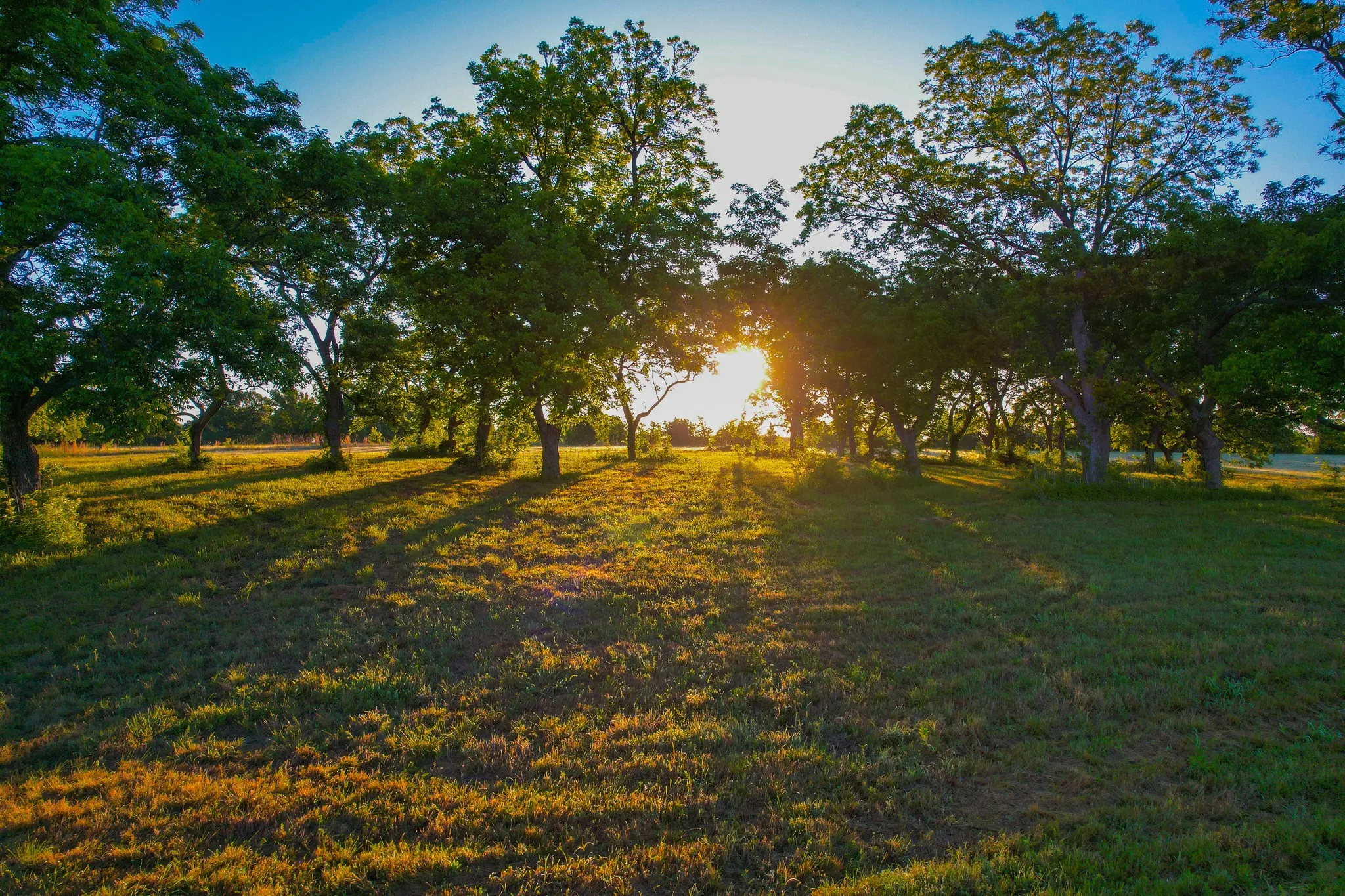 Ranch For Sale in Fannin County , 2000 County Road 2950, Dodd City, Texas 75438, 0, 0, Garage spaces, 0 Sqft, built in 0, mls#21272086, Real Estate Agent in Dodd City, Homes For Sale in Fannin county, Homes For Sale in Dodd City, Realtor in Dodd City Texas, Real Estate Brokerage Independent Realty Texas, Luminita Cordes Realtor