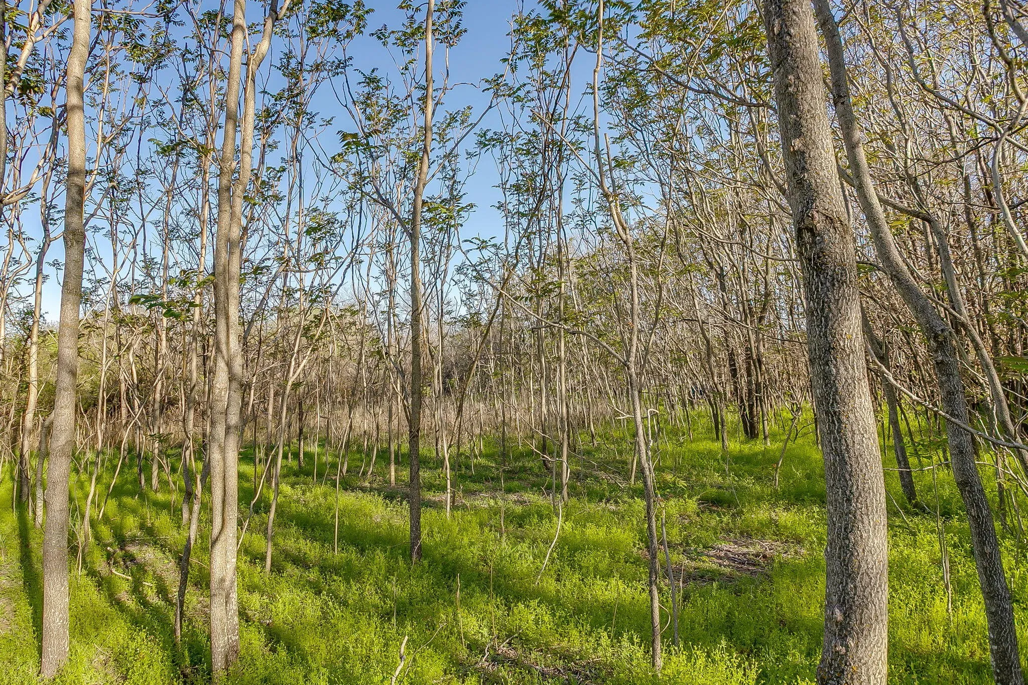 Improved Land For Sale in Parker County , 418 E First Street, Weatherford, Texas 76086, 0, 0, Garage spaces, 0 Sqft, built in 0, Price $299,000, mls#21272191, Real Estate Agent in Weatherford, Homes For Sale in Parker county, Homes For Sale in Weatherford, Realtor in Weatherford Texas, Real Estate Brokerage Independent Realty Texas, Luminita Cordes Realtor