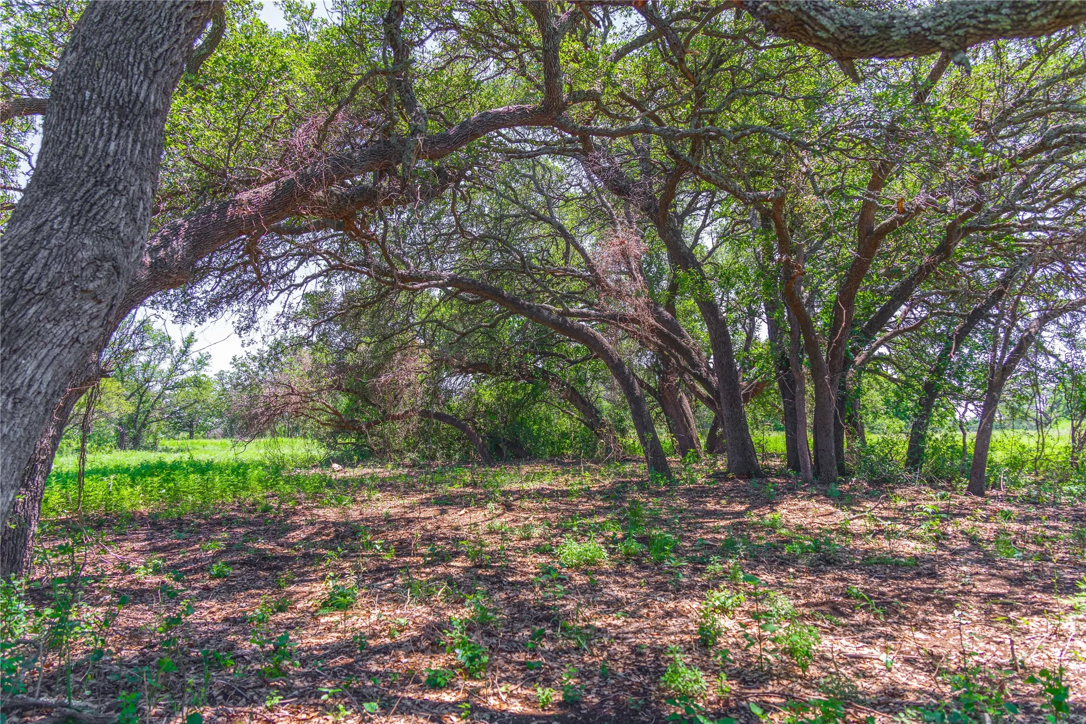 Mature trees with expansive canopies and visible tree trunks
