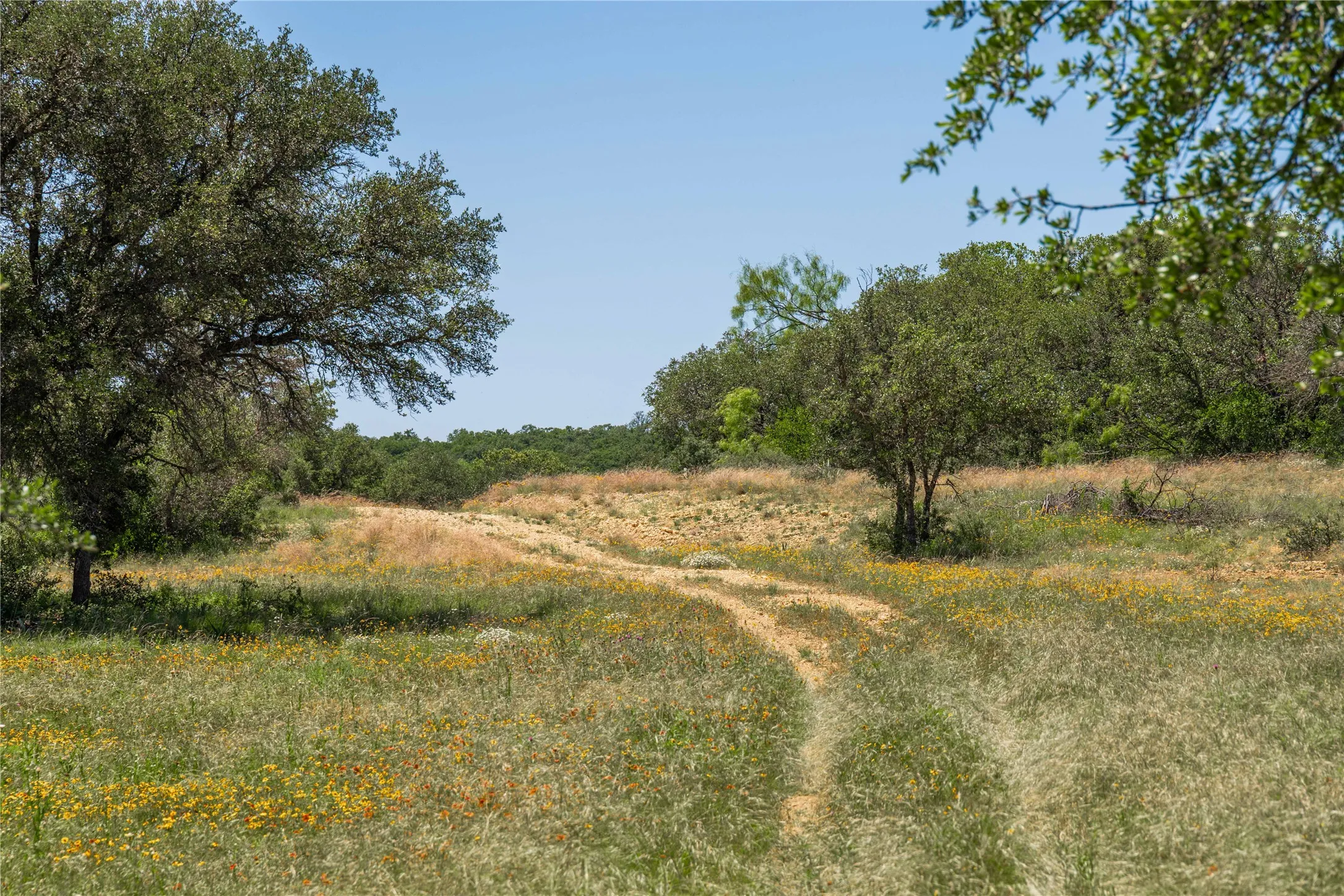 Expansive undeveloped land featuring a winding dirt path, diverse vegetation, and mature trees