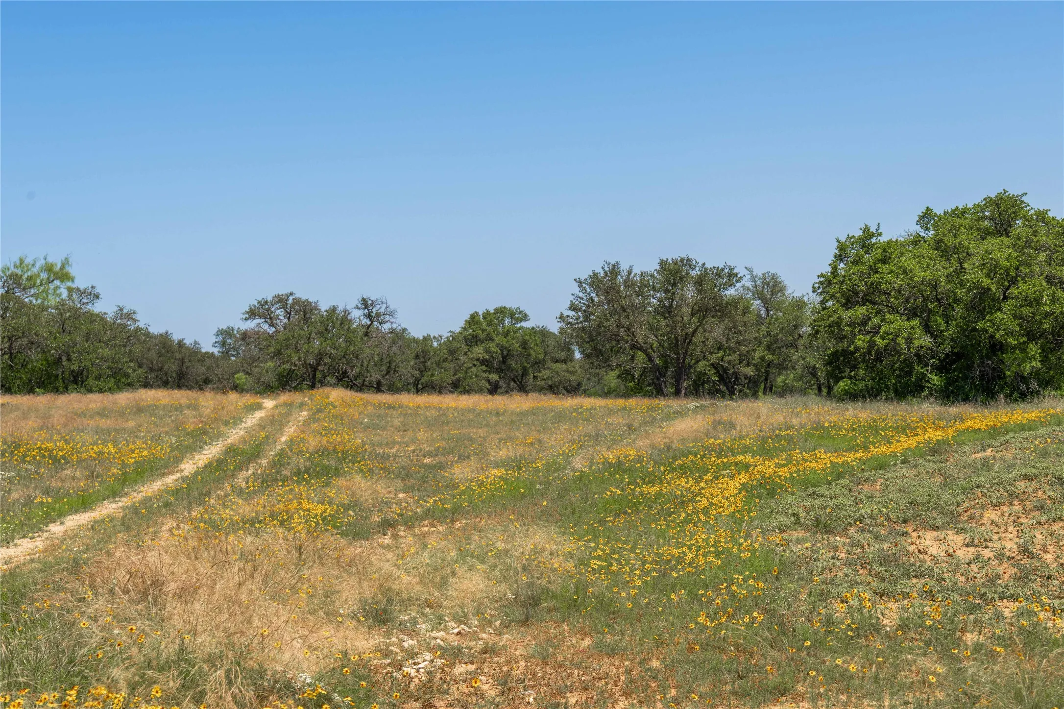 Expansive pastoral land featuring a clear sky, a natural path, varied grasses, wildflowers, and a tree line in the distance