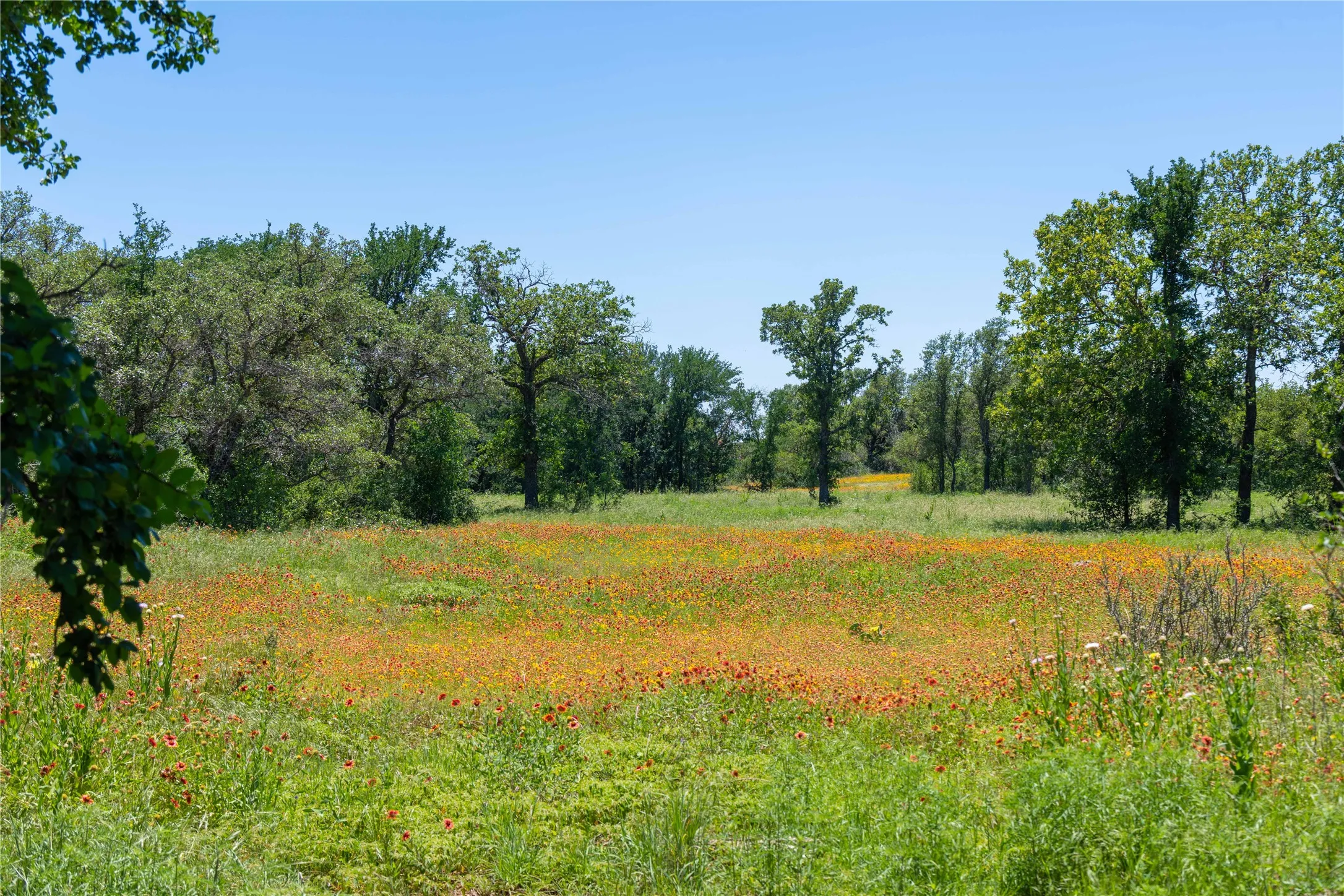 Expansive natural landscape featuring a field of wildflowers, mature trees, and clear blue skies