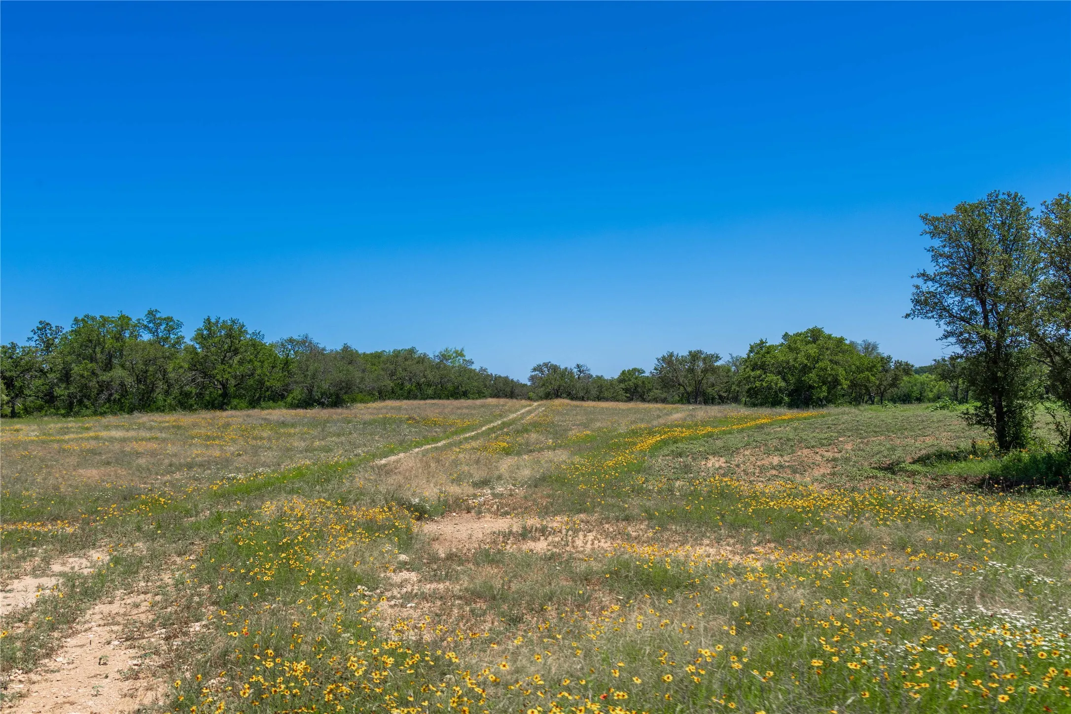 Expansive open land featuring natural grasses and scattered wildflowers
