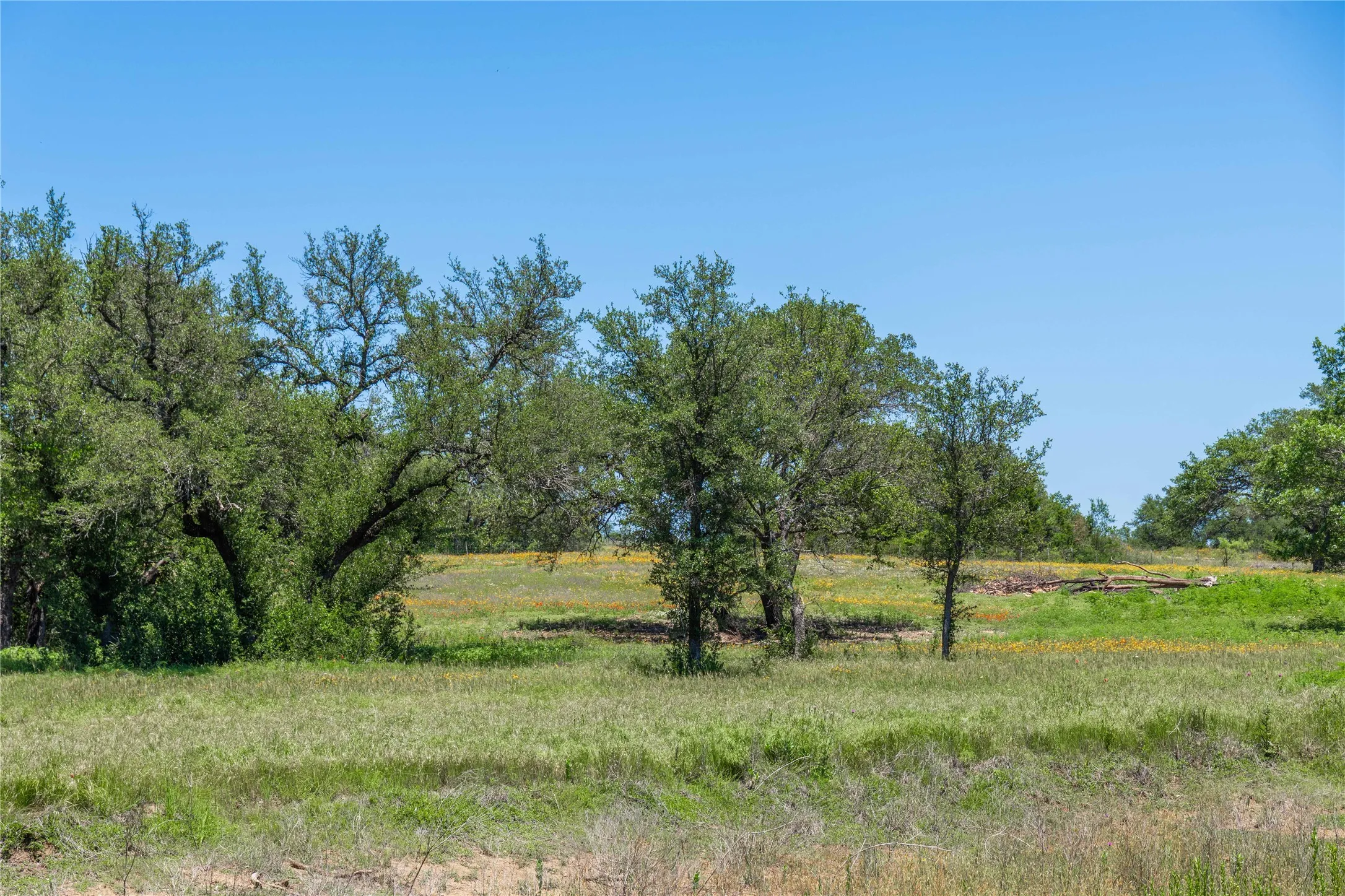 Expansive natural landscape featuring a clear blue sky, numerous mature trees, and a field of green and yellow foliage
